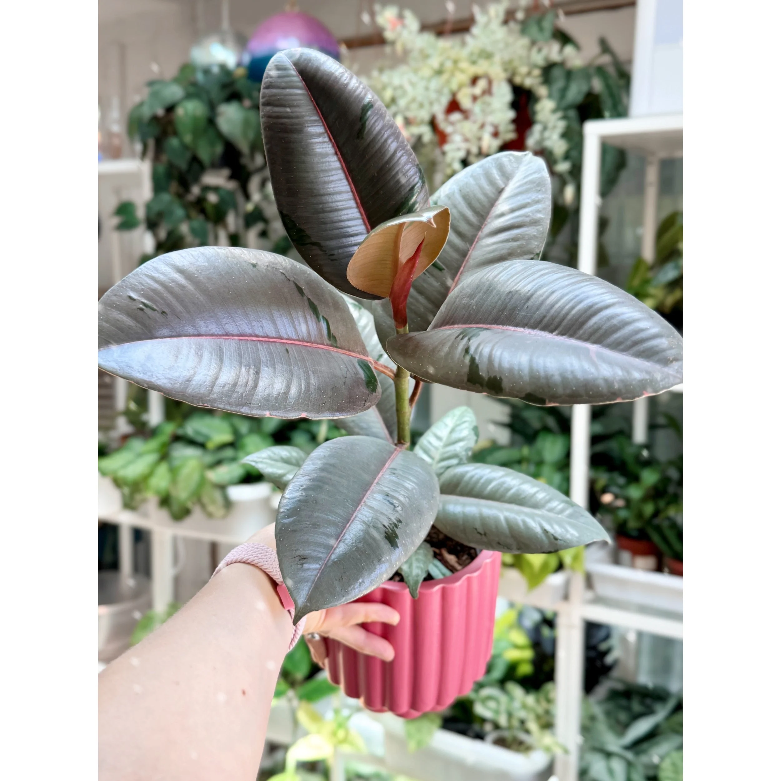Ficus Elastica 'Fireworks' in Pink Carmen Pot