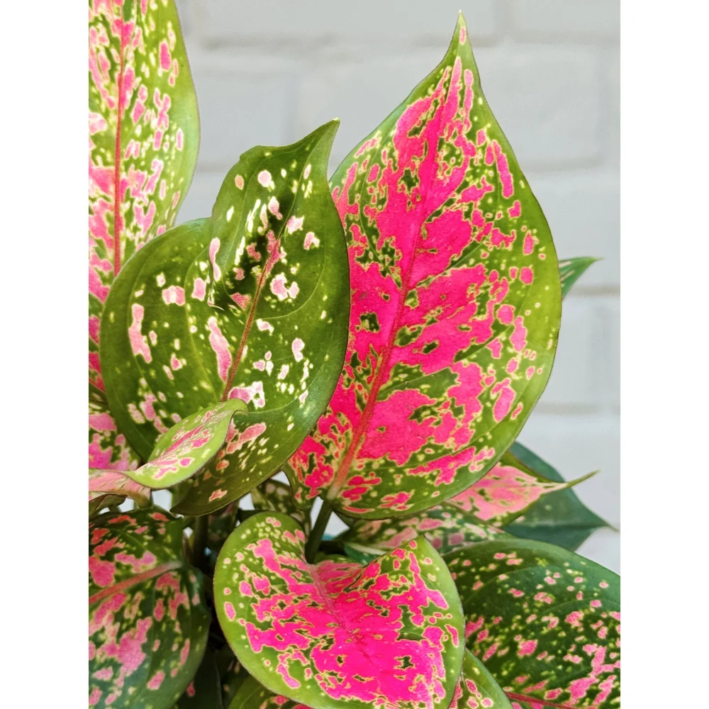 Aglaonema Hybrid 'Ruby Ray' 4"  Stayin' Alive Succulents