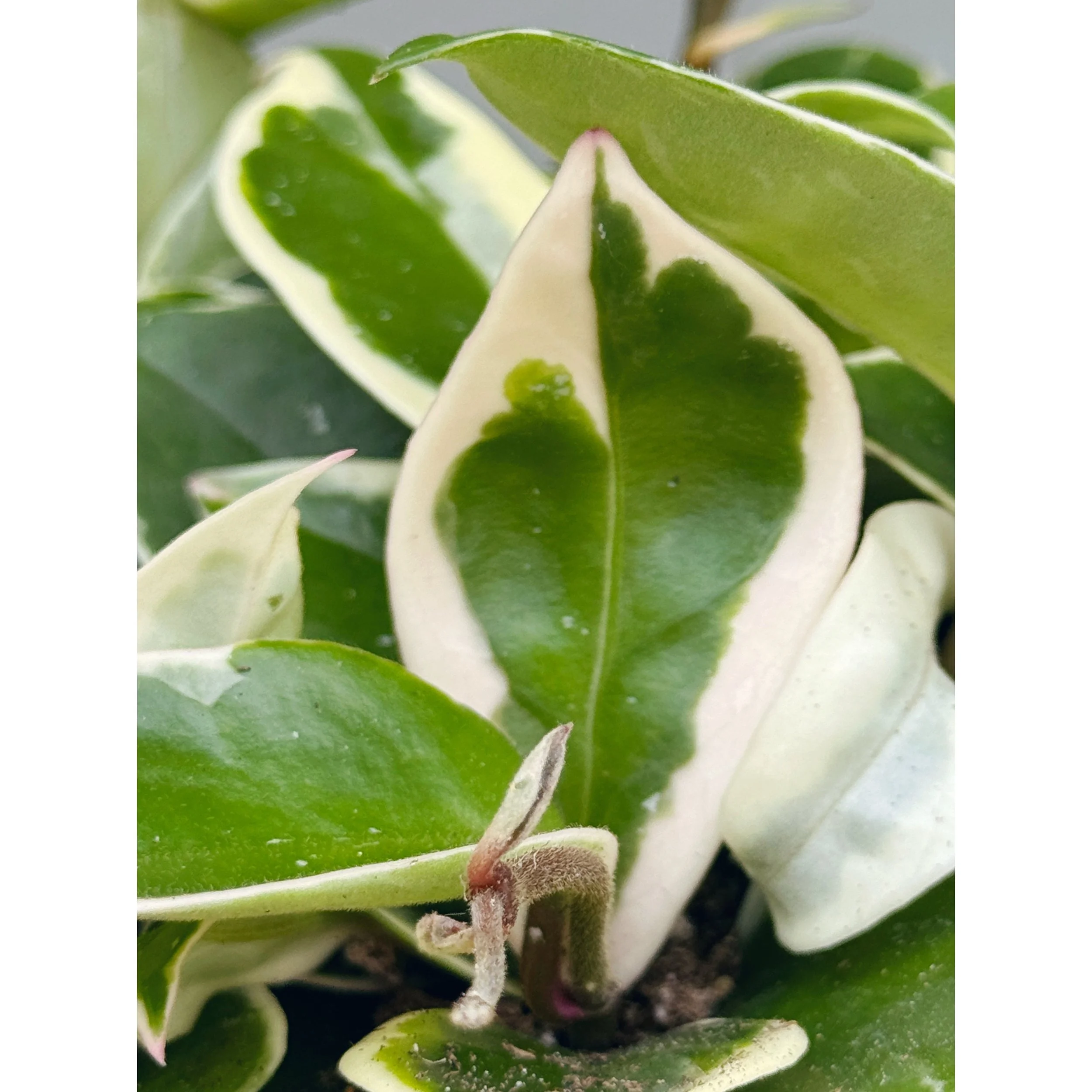 Hoya Carnosa Tricolor 'Krimson Queen'