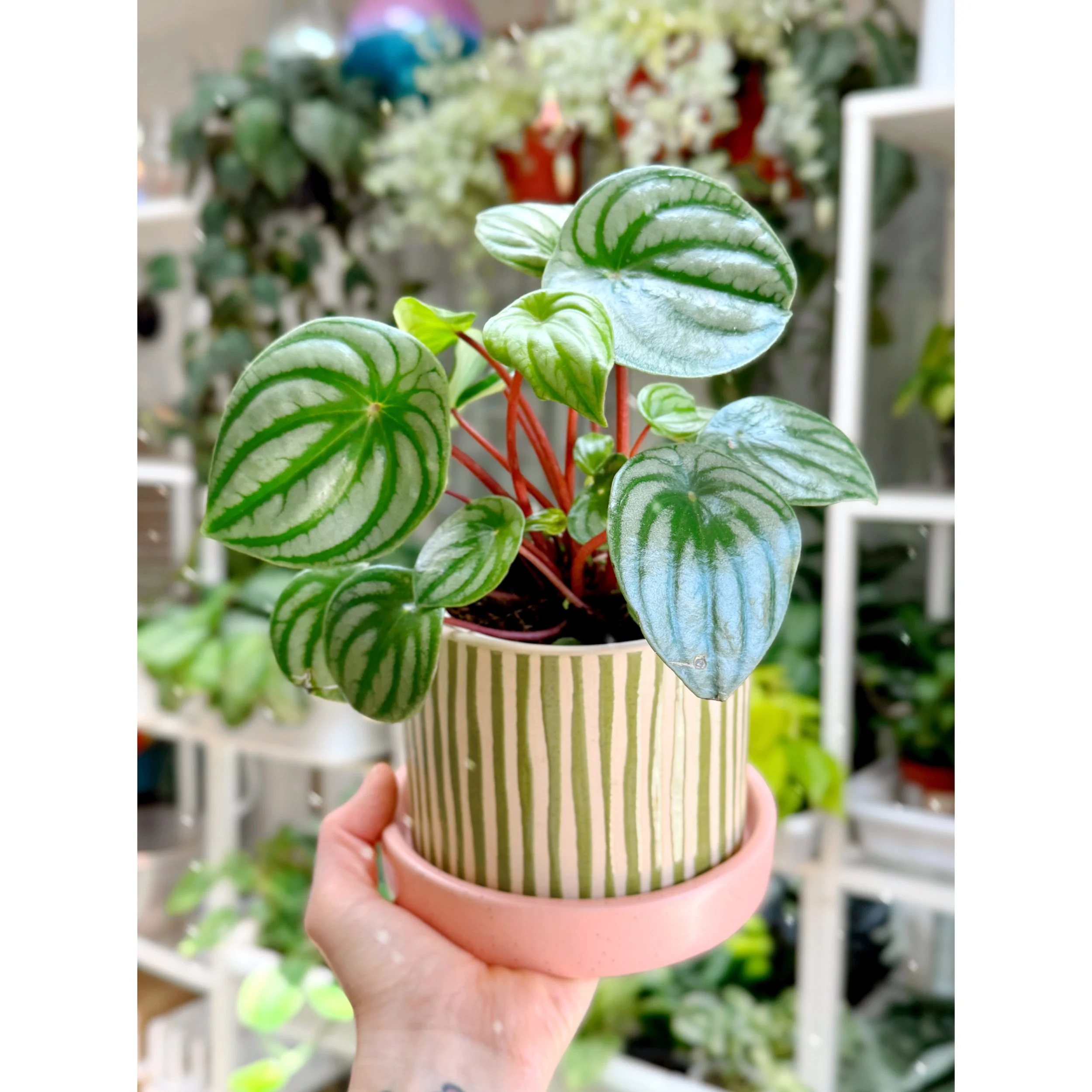 Peperomia Argyreia 'Watermelon' in Watermelon Stripe Planter