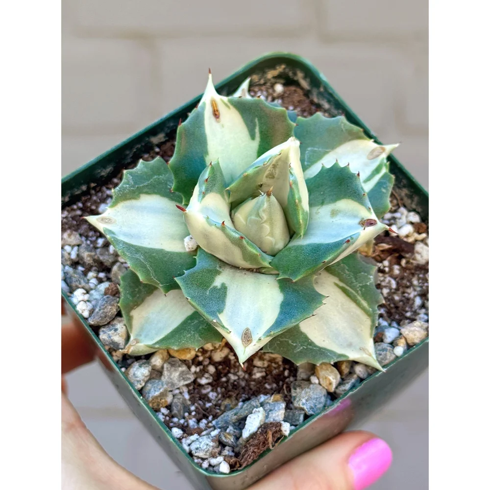 'Variegated Dwarf Butterfly Agave' 4"  Stayin' Alive Succulents
