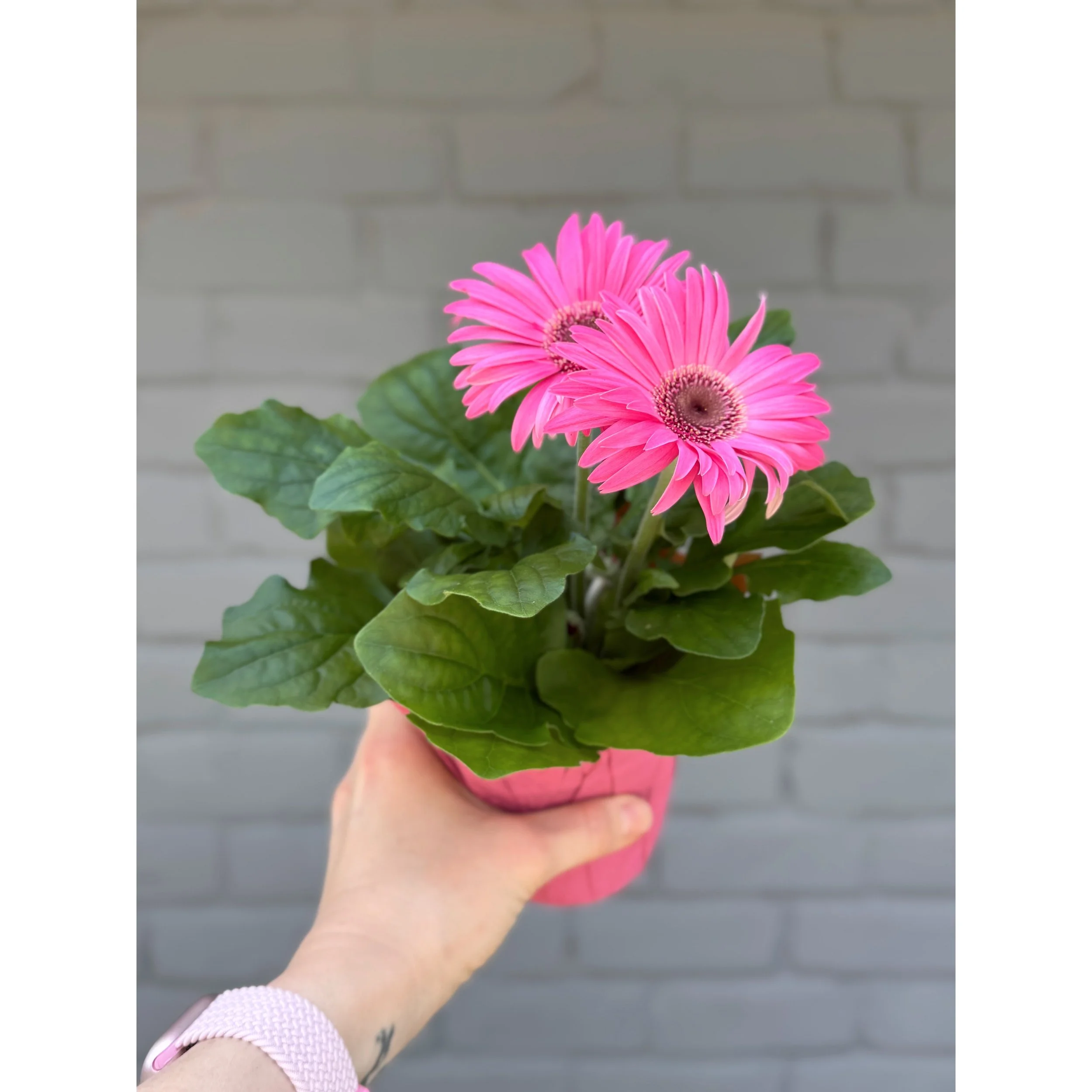 Gerbera Daisy Hot Pink