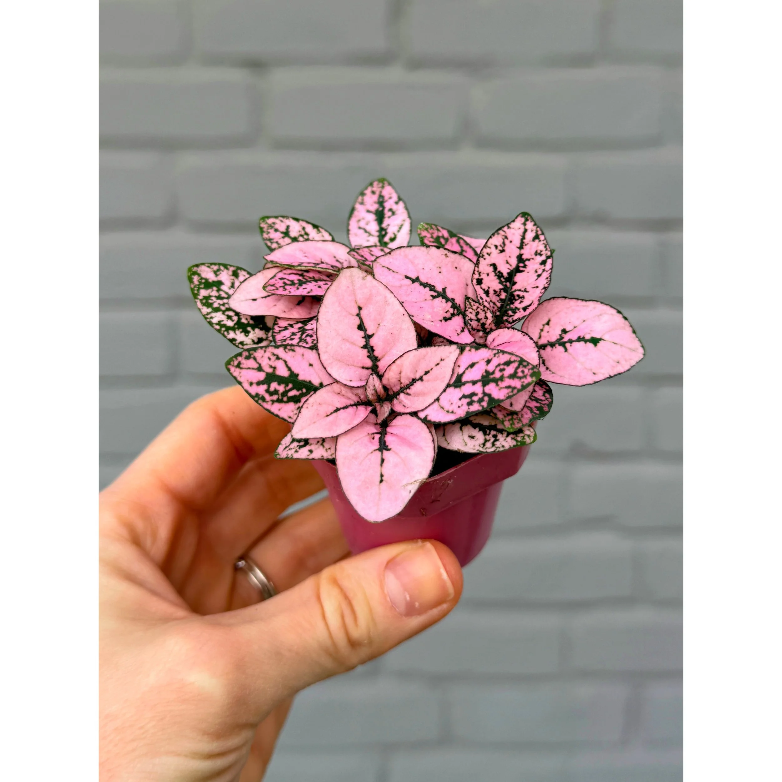 Hypoestes Phyllostachya Splash 'Polka Dot Plant' Light Pink