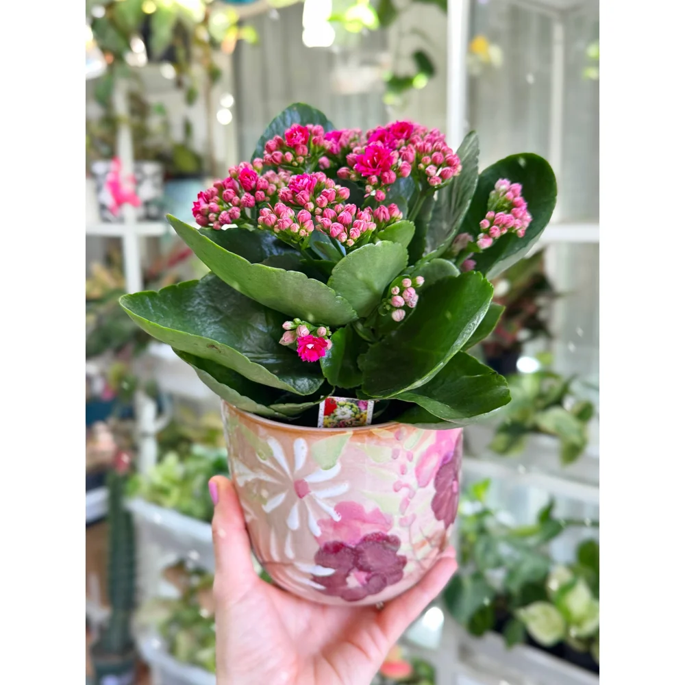 Blooming pink Calandiva 4