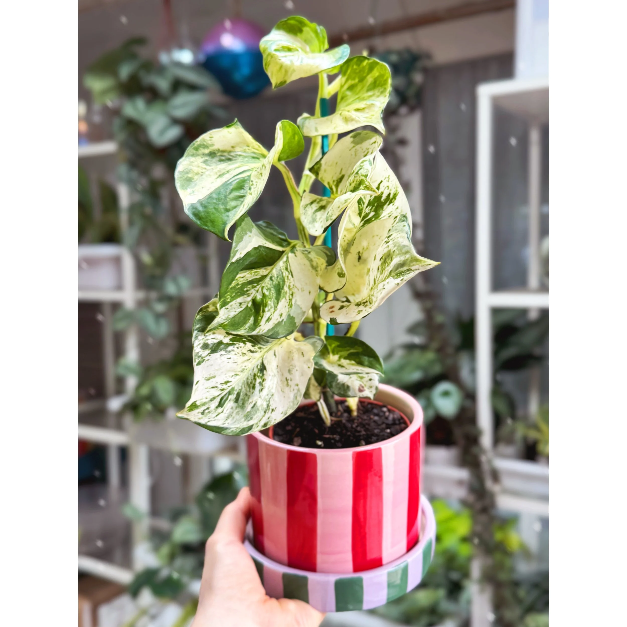 Epipremnum Aureum 'Manjula' Pothos with Joyelle Stripe Pot