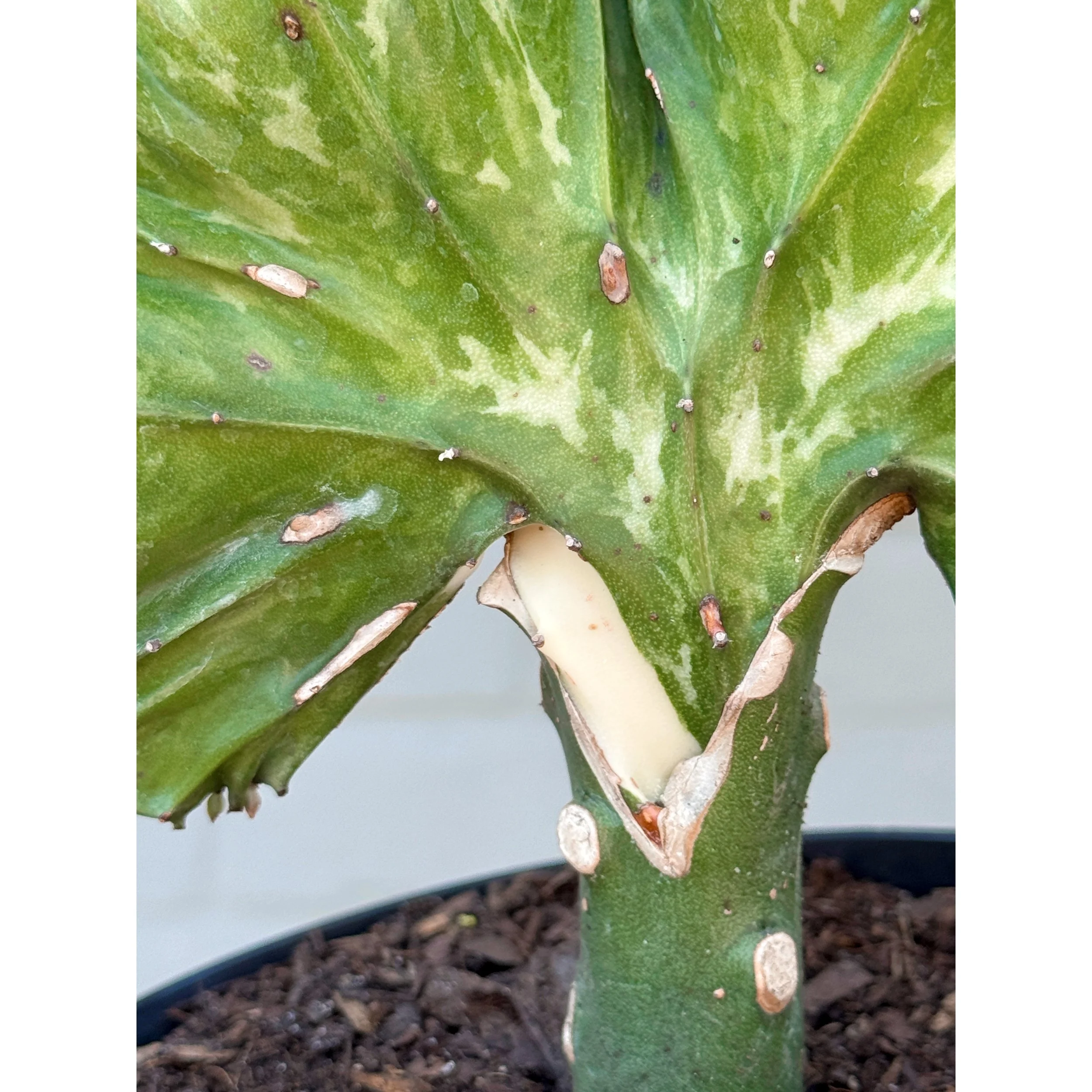 Grafted Coral Cactus 'Mermaid Tail' Burgundy/Green