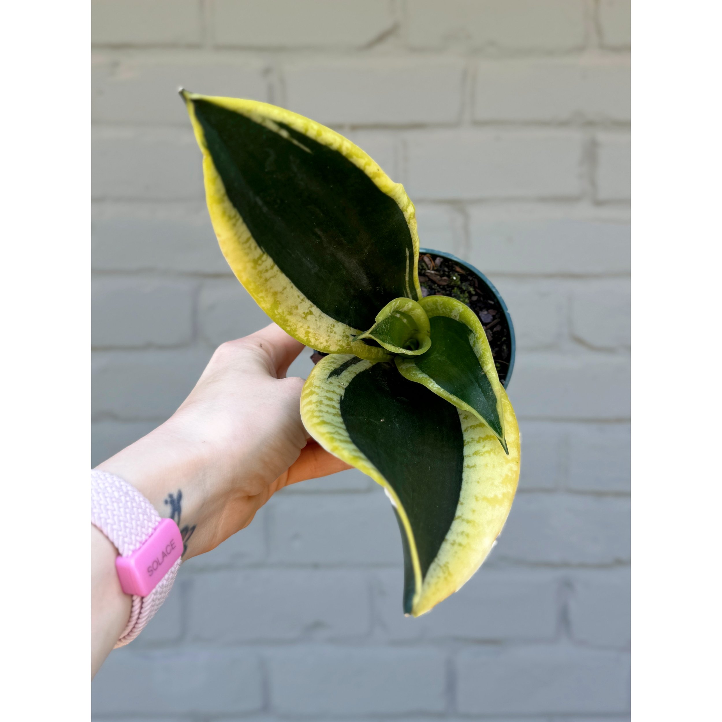 Sansevieria 'Black Gold'