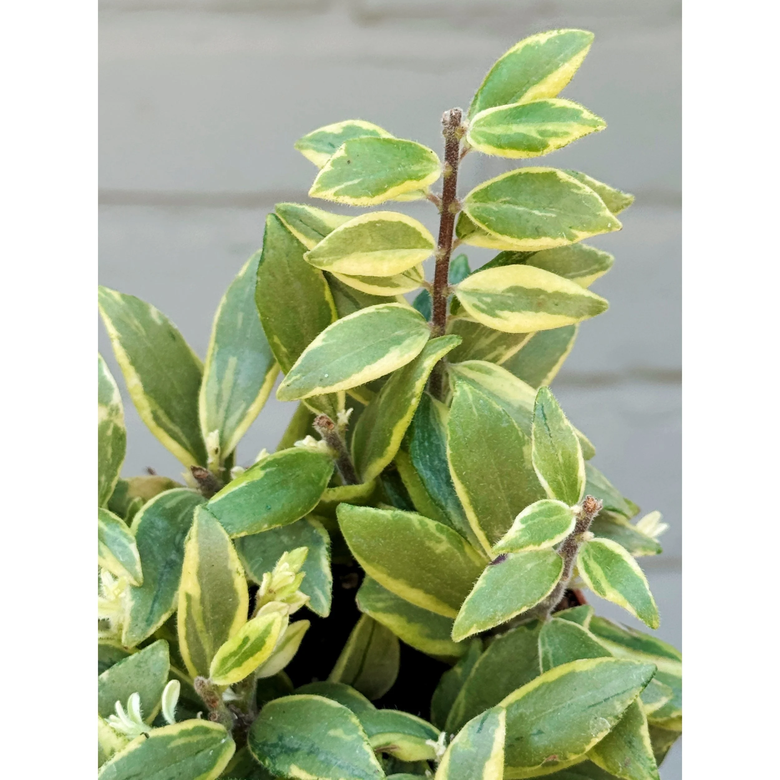 Aeschynanthus Bolero 'Bicolor Lipstick Plant'
