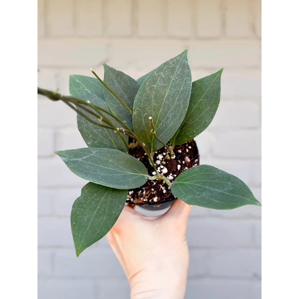 p様　HOYA2種 Hoya 'Pottsii' 4