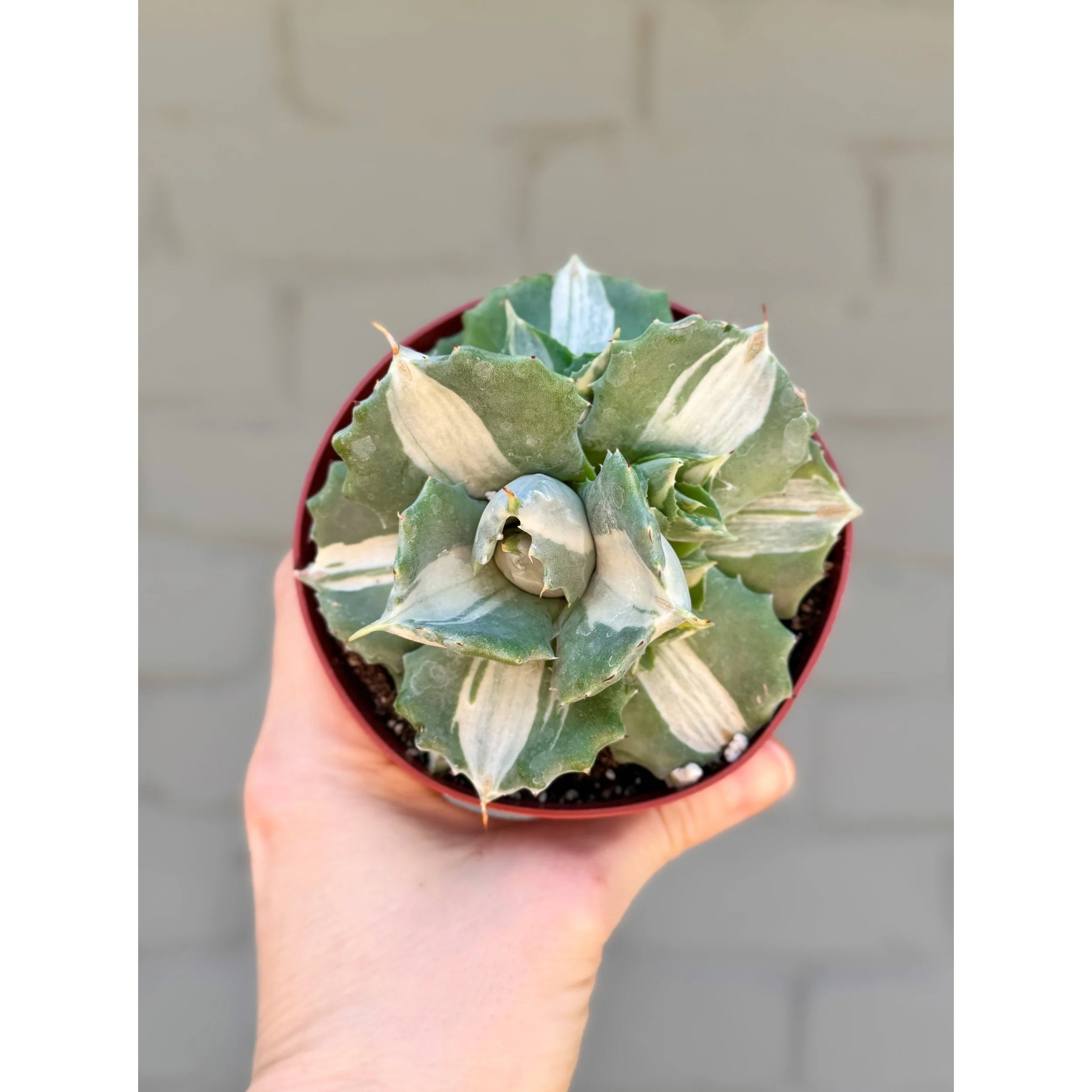 Agave Isthmensis f. Mediopicta Alba 'Variegated Dwarf Butterfly Agave' 4"