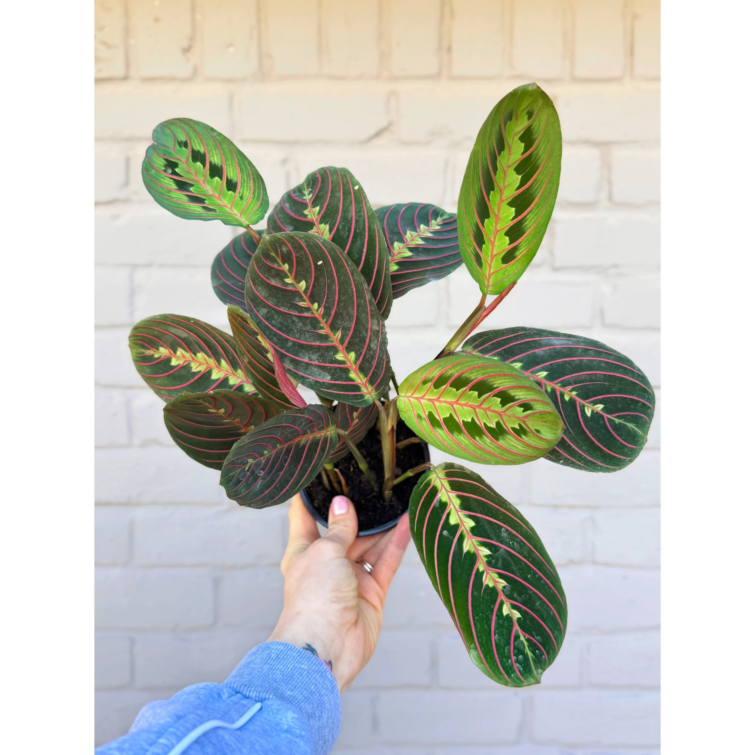 Red Maranta (Prayer Plant)