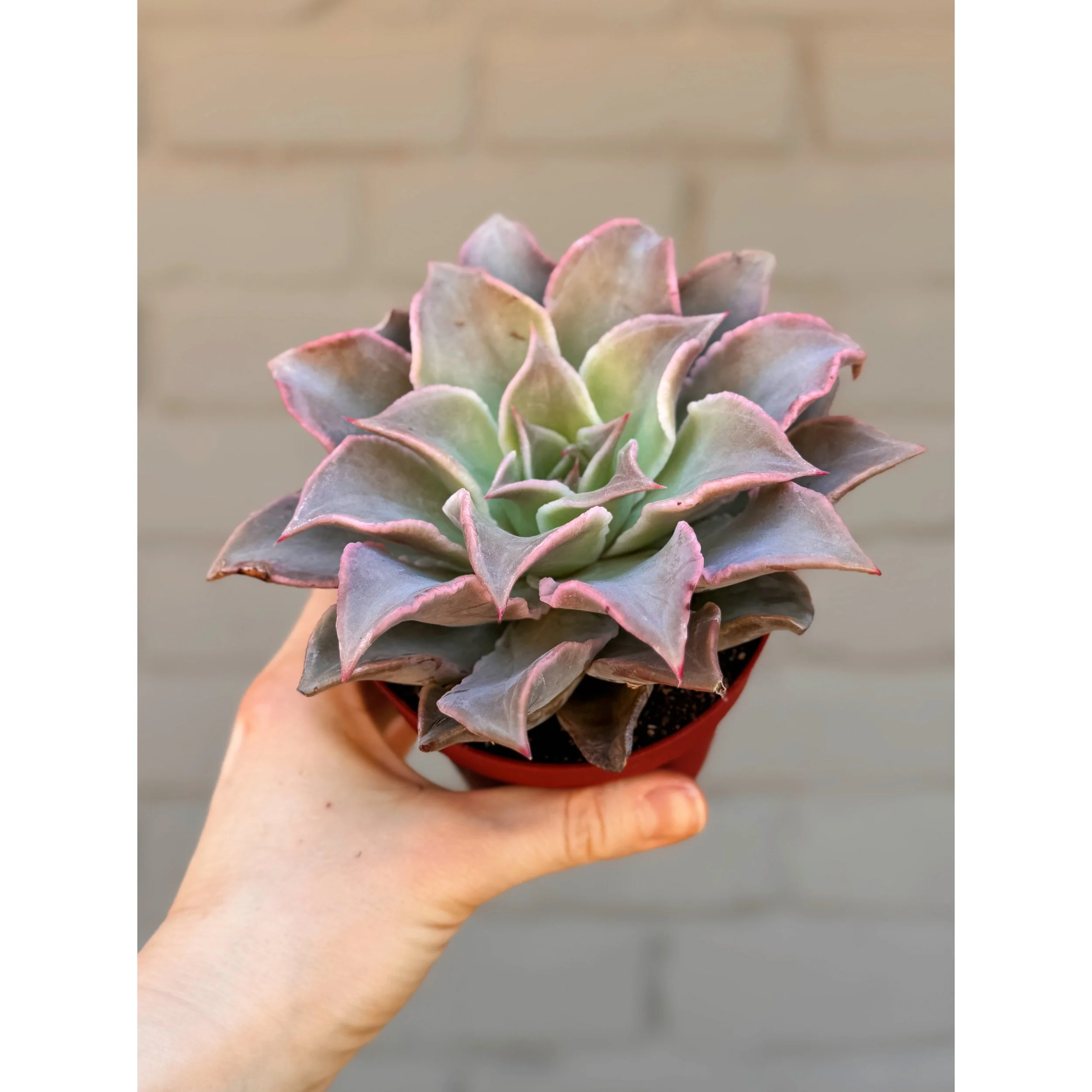 Echeveria 'Madiba'