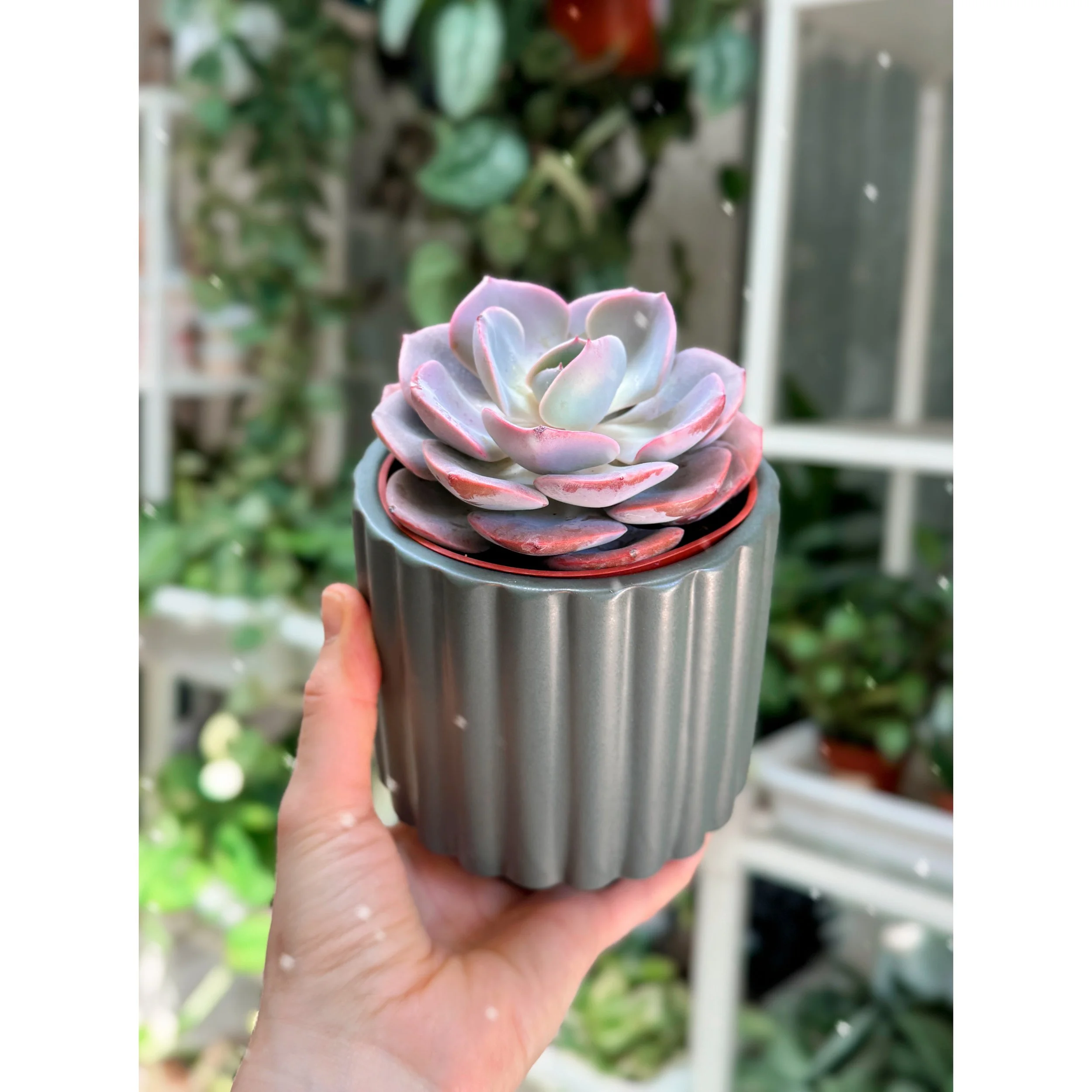 Dusty Rose green fluted pot