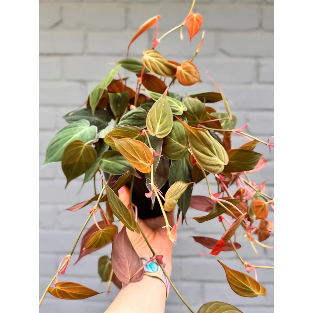 Philodendron Hederaceum 'Micans' 6"  Stayin' Alive Succulents