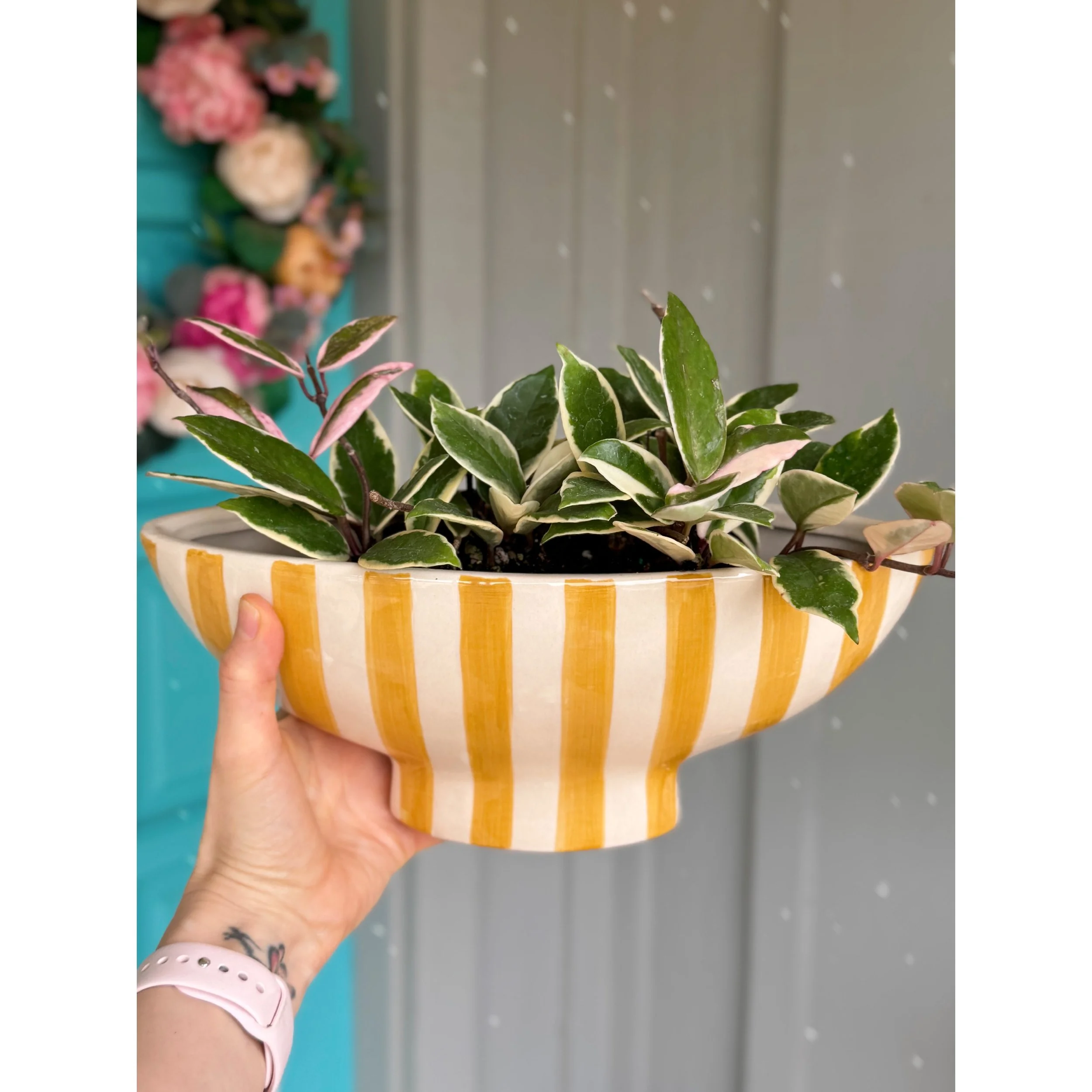 Saffron Stripe Boat Planter with Hoya Krimson Queen