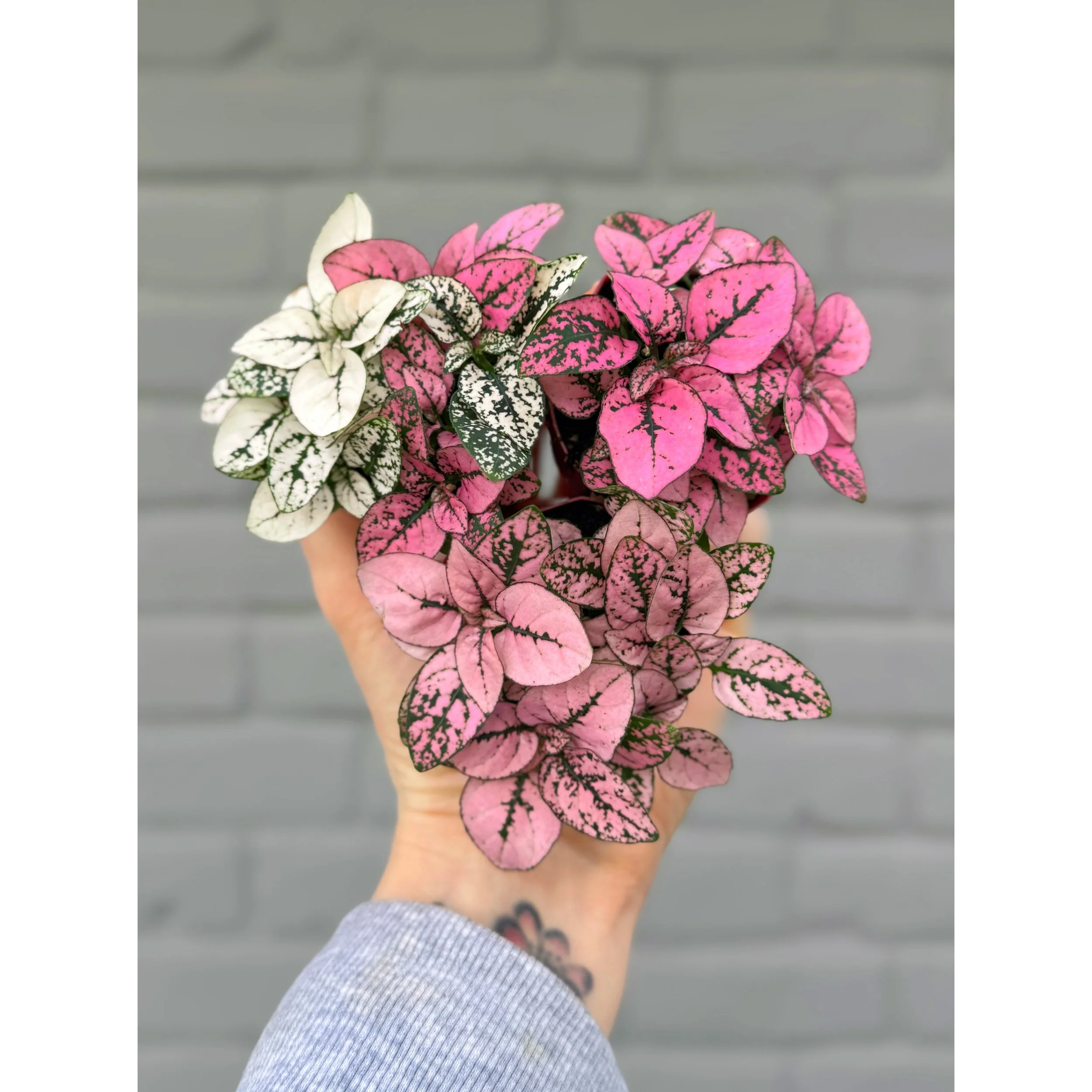 Hypoestes Phyllostachya Splash 'Polka Dot Plant' (Pink Varieties)