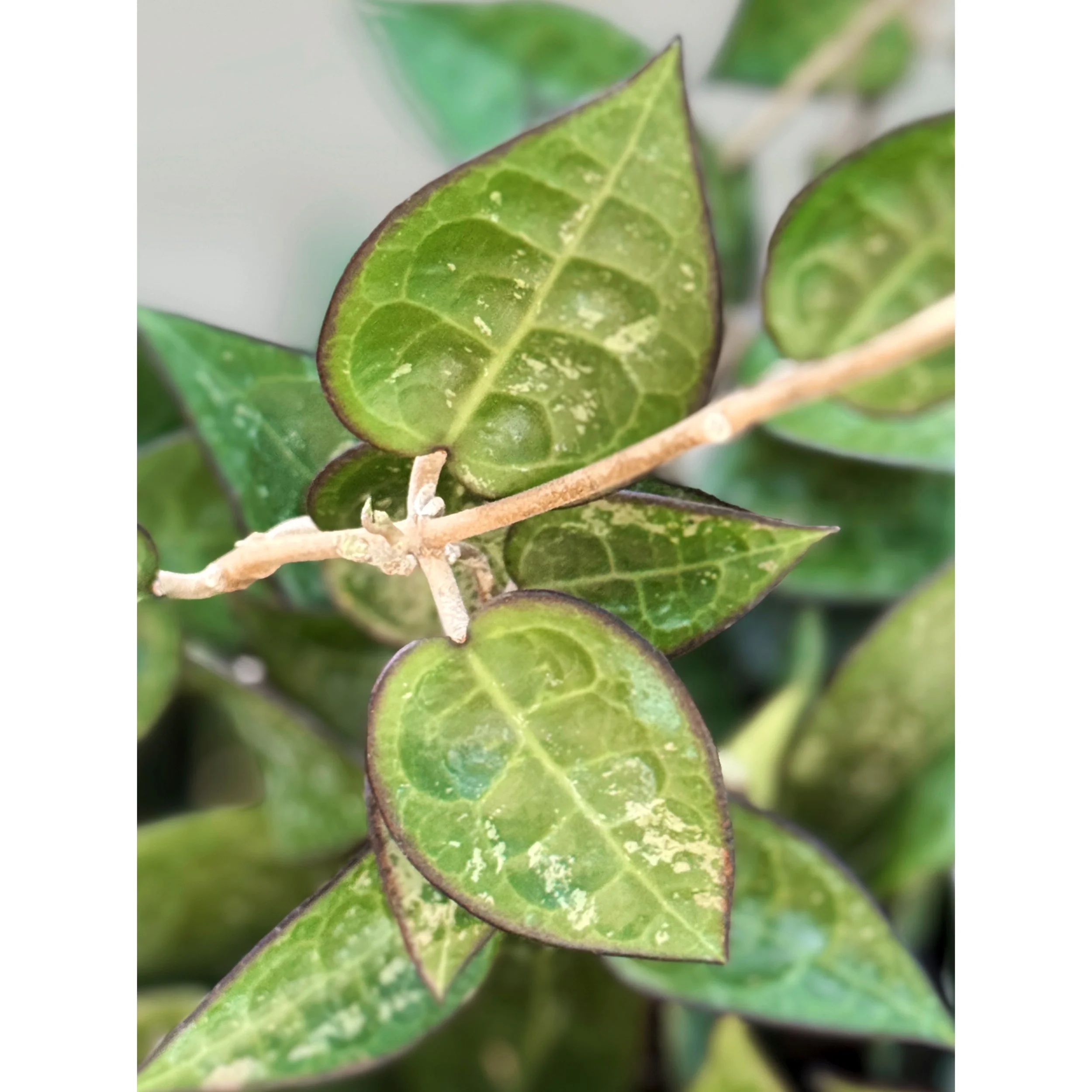 Hoya Parasitica Black Margin