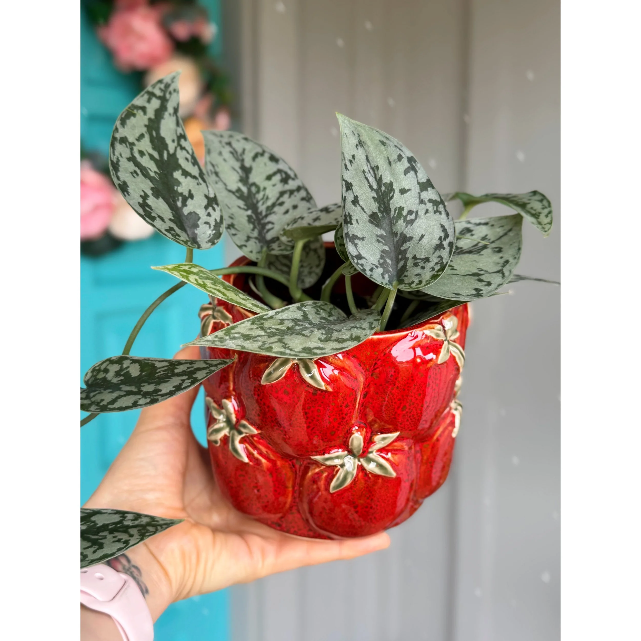 Cucina Tomato Pot with Scindapsus Silver Lady