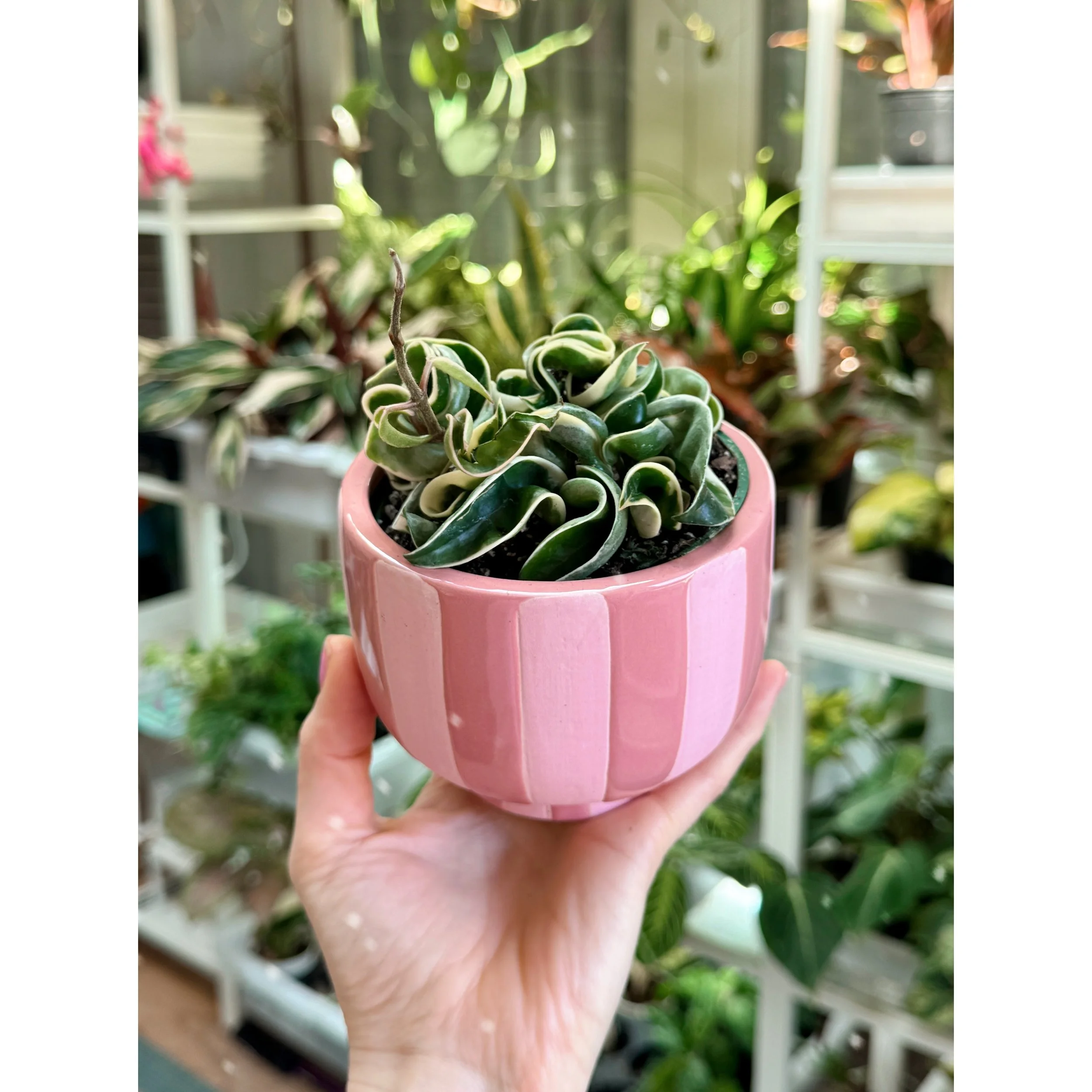 Hoya Carnosa Compacta 'Variegated Hindu Rope' in Candy Stripe Compote