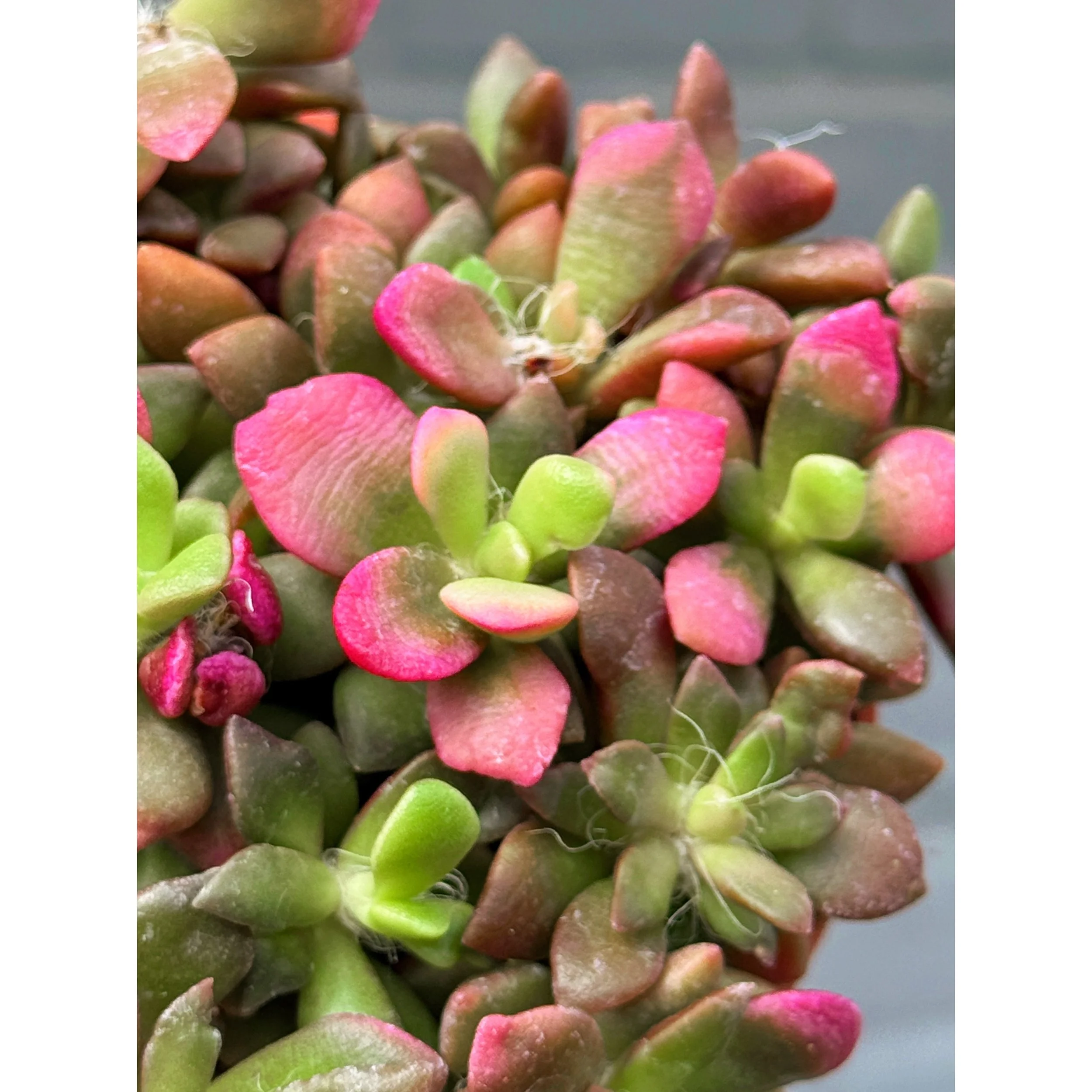 Anacampseros 'Sunrise'