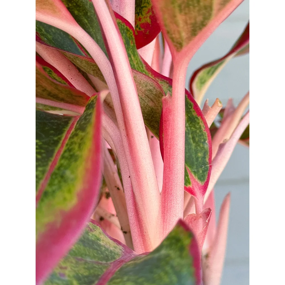 Aglaonema Hybrid 'Siam Aurora' 6"  Stayin' Alive Succulents