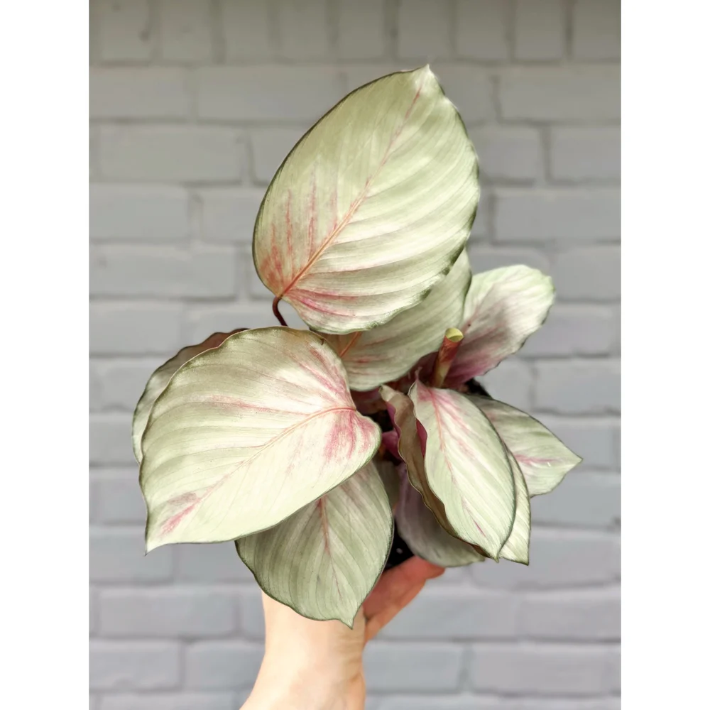 Calathea Silver Plate/Pink Aurora 6"  Stayin' Alive Succulents
