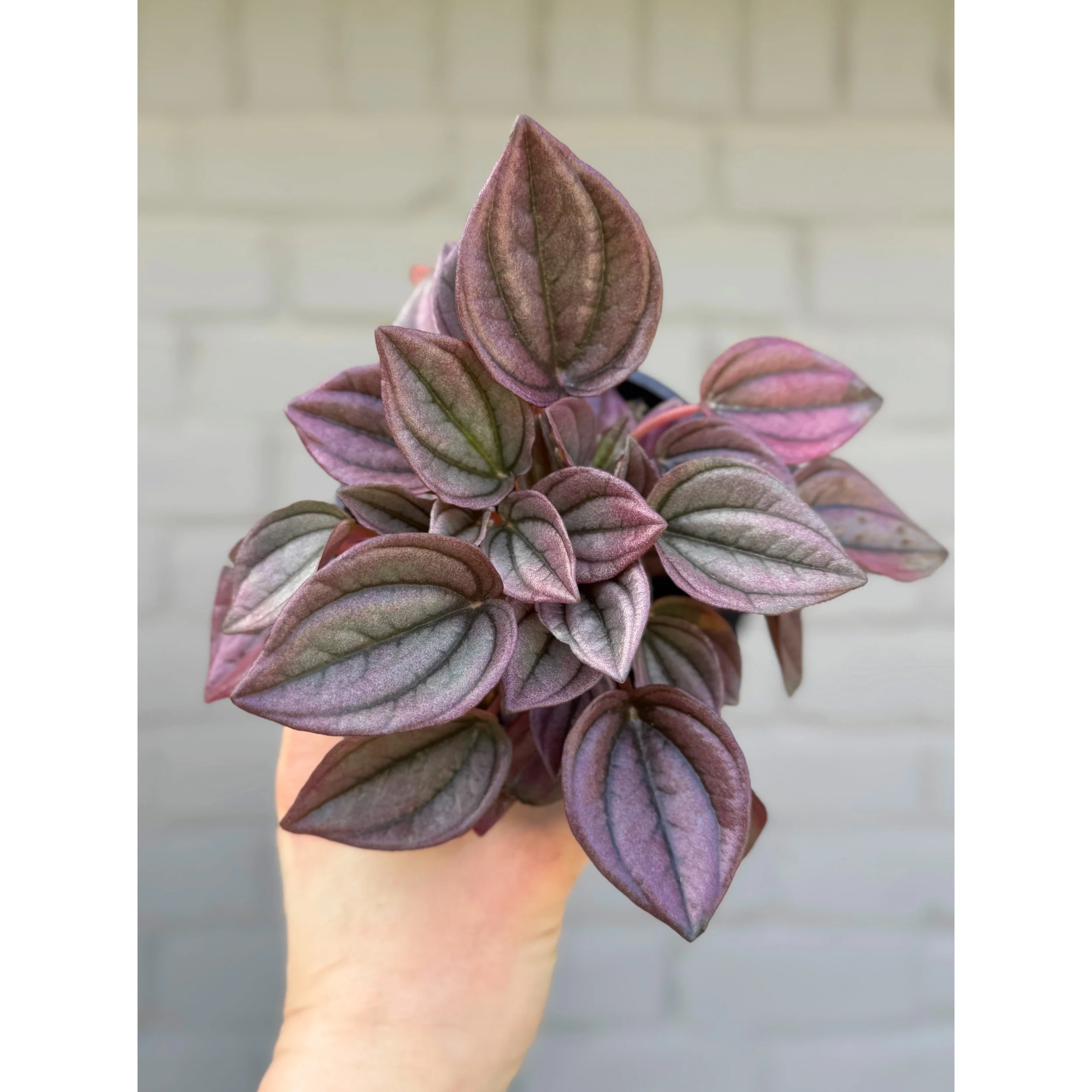 Peperomia Caperata 'Cayenne'