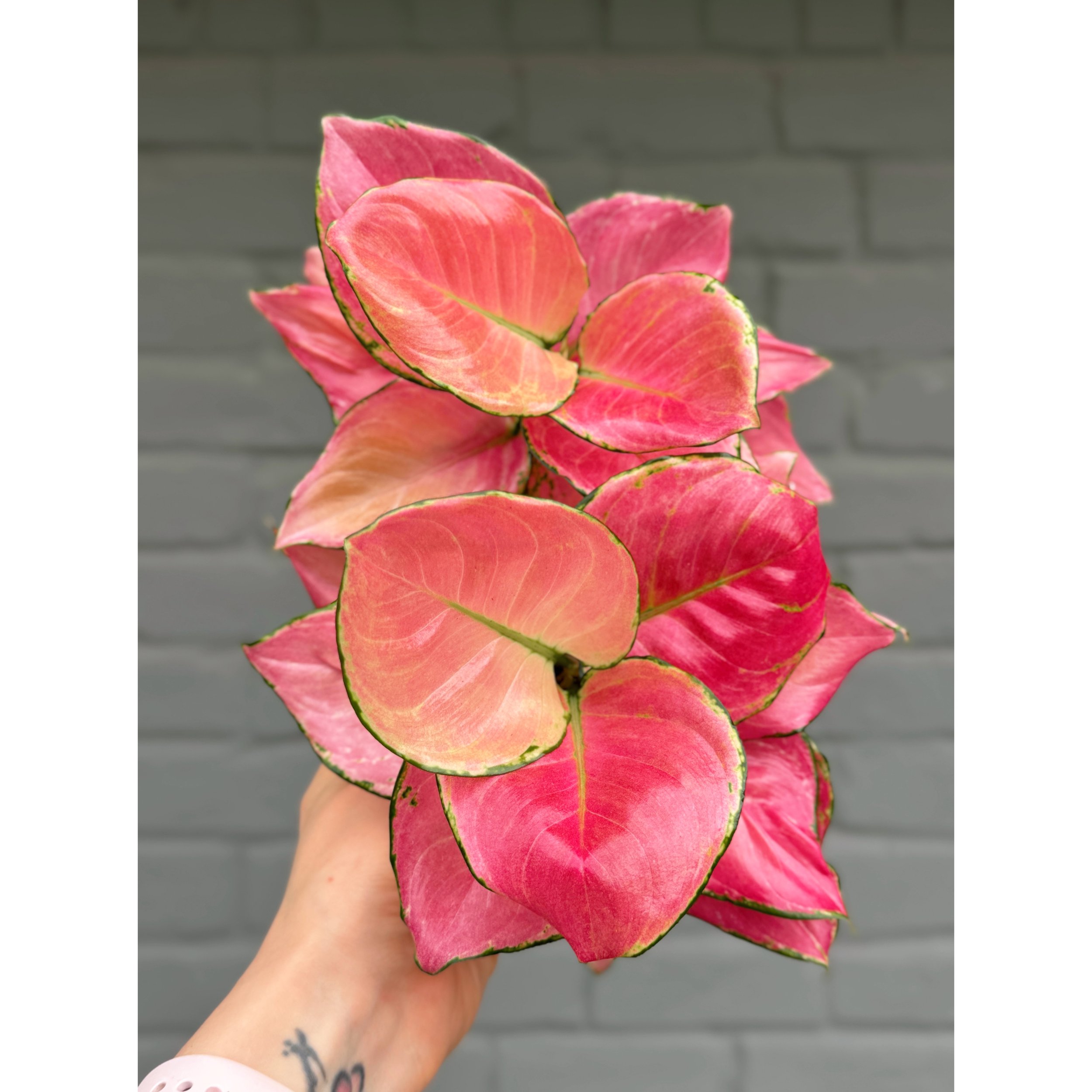 Aglaonema Hybrid 'Pink Star'