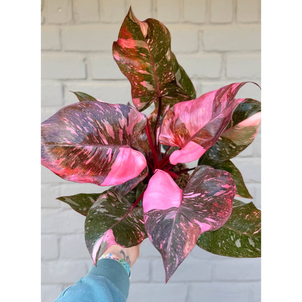 Philodendron Pink Princess PPP 6