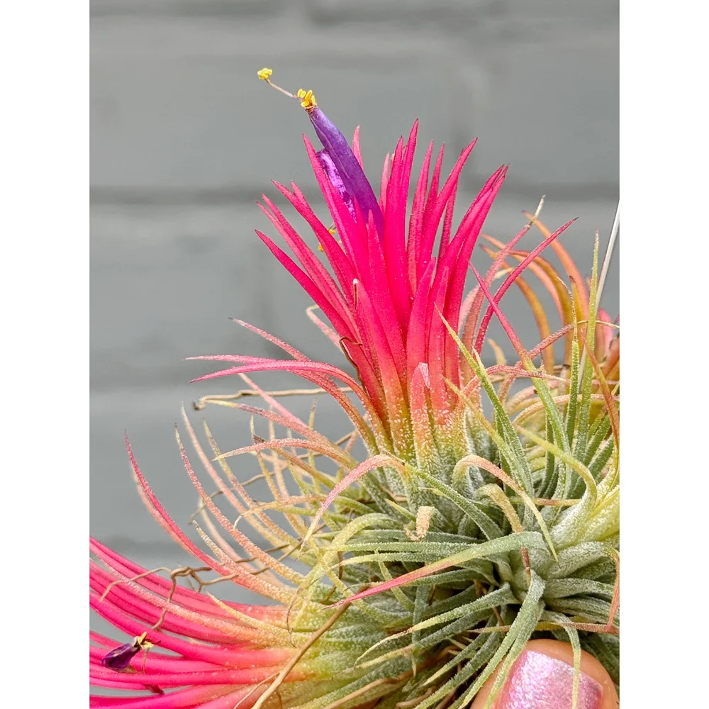Tillandsia Ionantha Fuego Cluster — Stayin' Alive Succulents