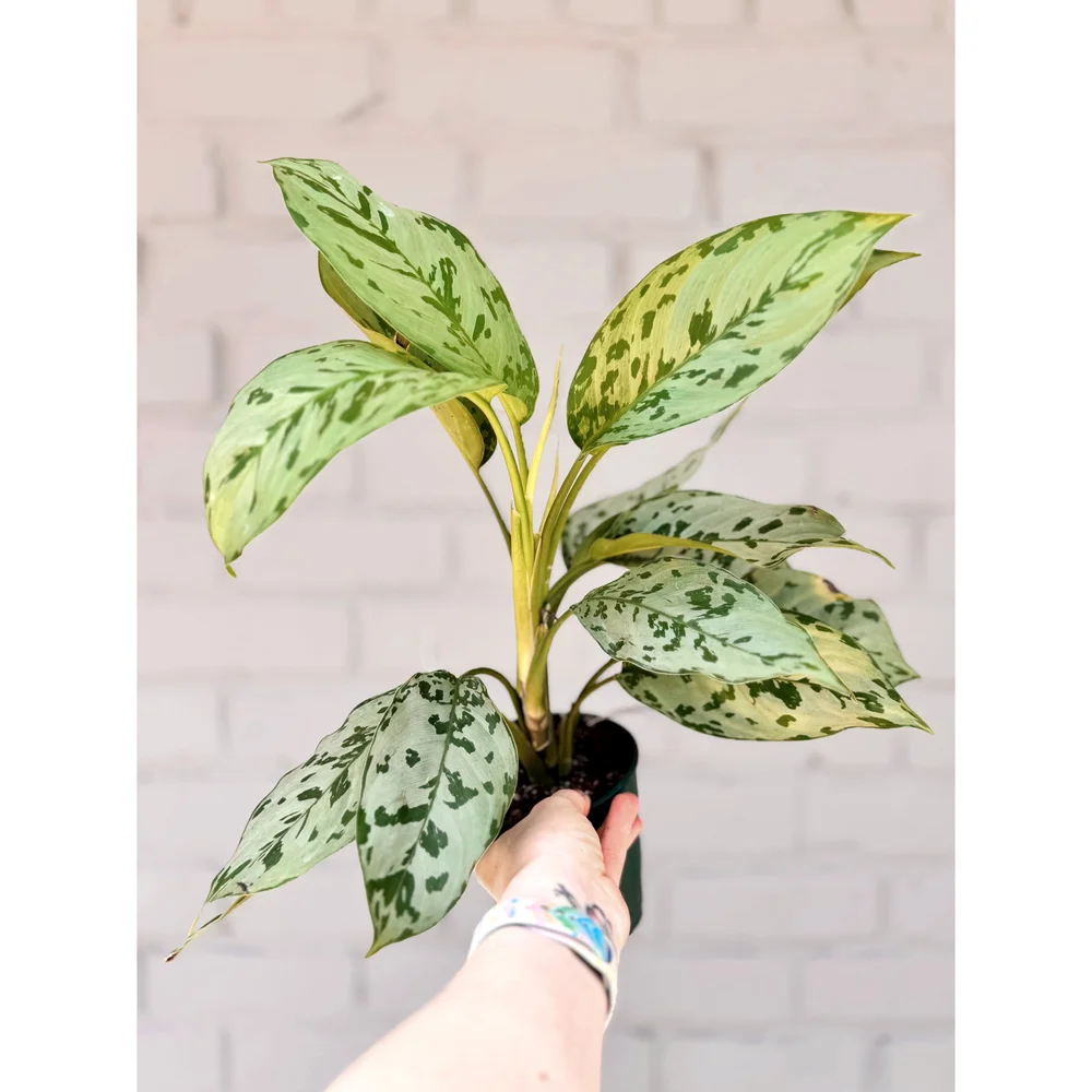 AAglaonema Pictum Hybrid 5