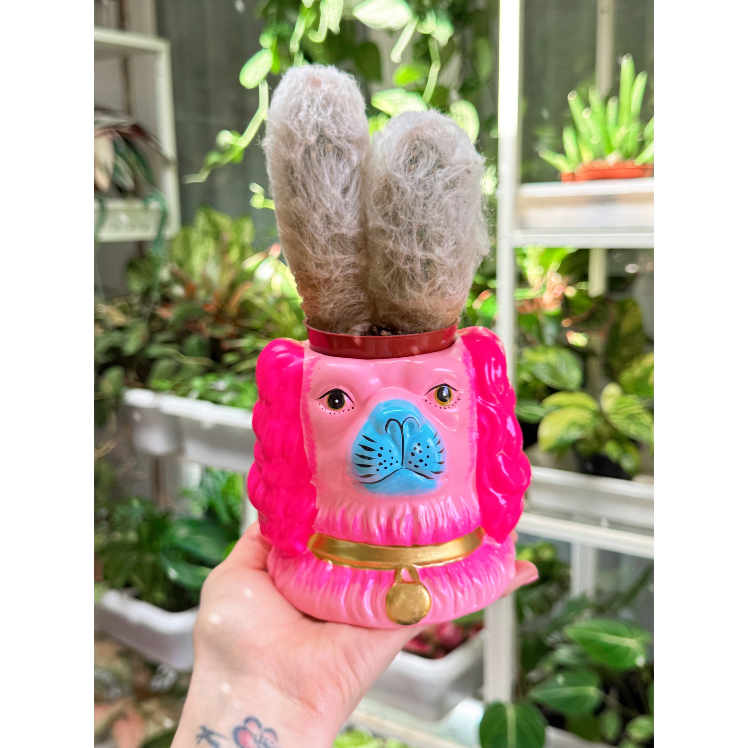 Assorted Cactus in Pink Staffordshire Dog Planter