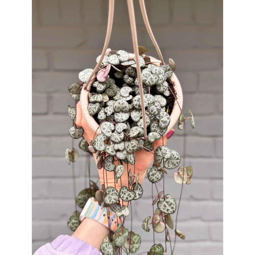 Ceropegia Woodii 'String of Hearts' 4.5