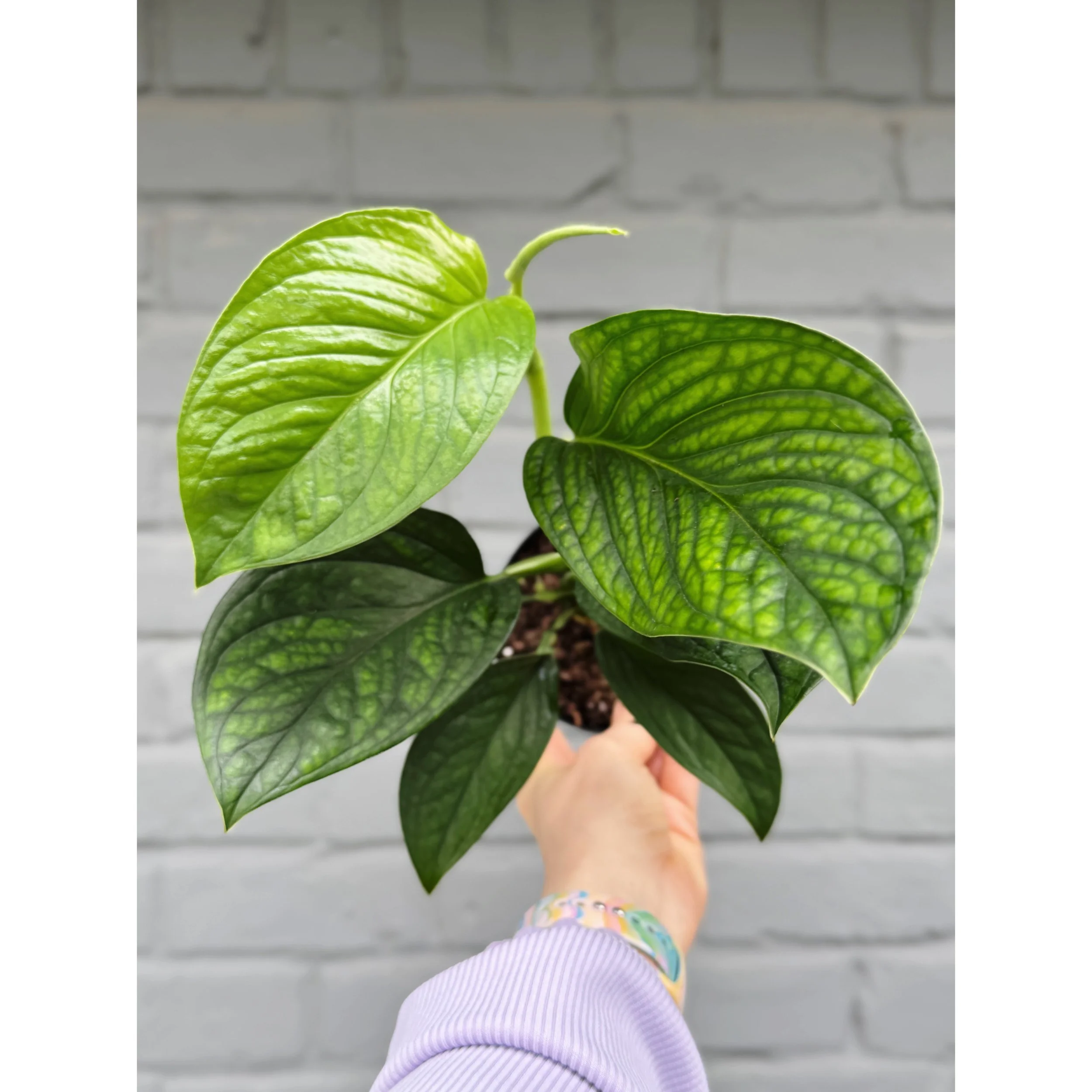 Monstera 'Pinnatipartita'