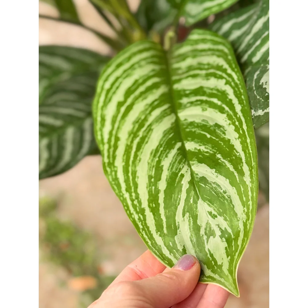 Aglaonema 'Stripes' 8