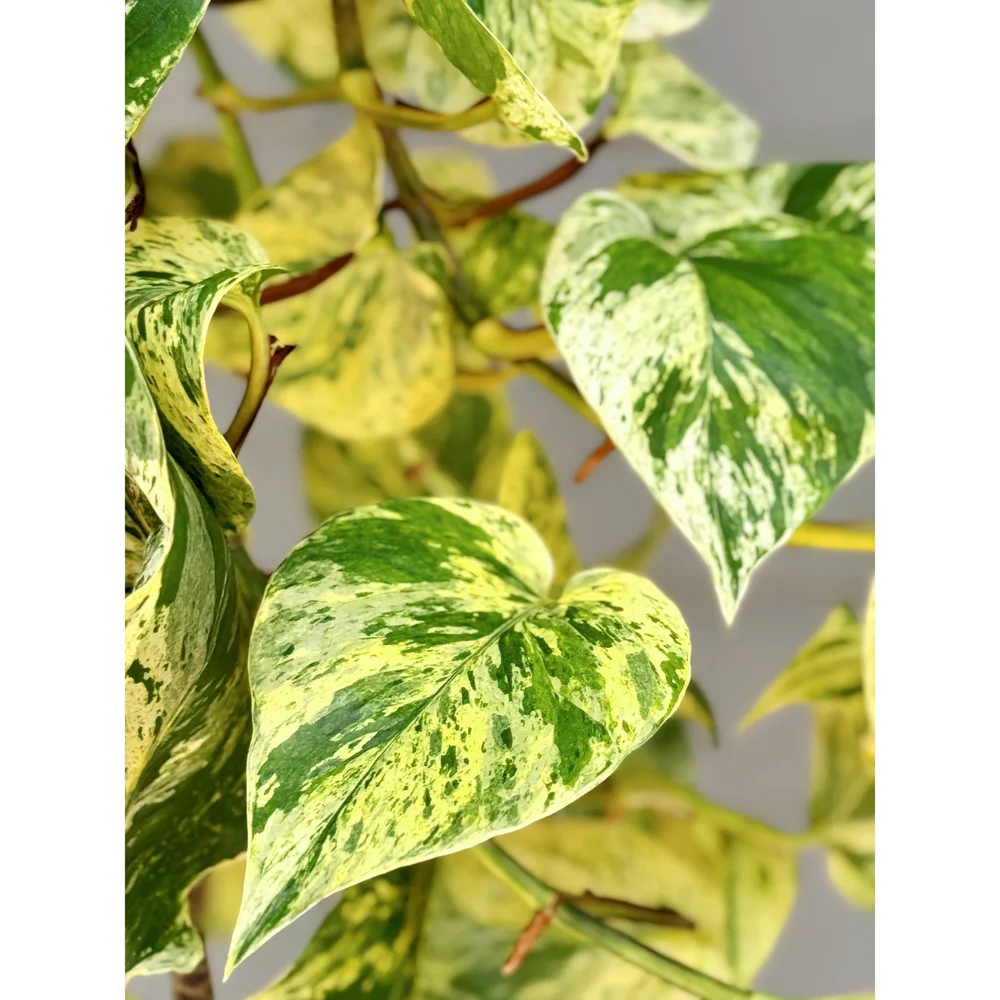 Snow Queen Pothos 6" HB Trailing  Stayin' Alive Succulents