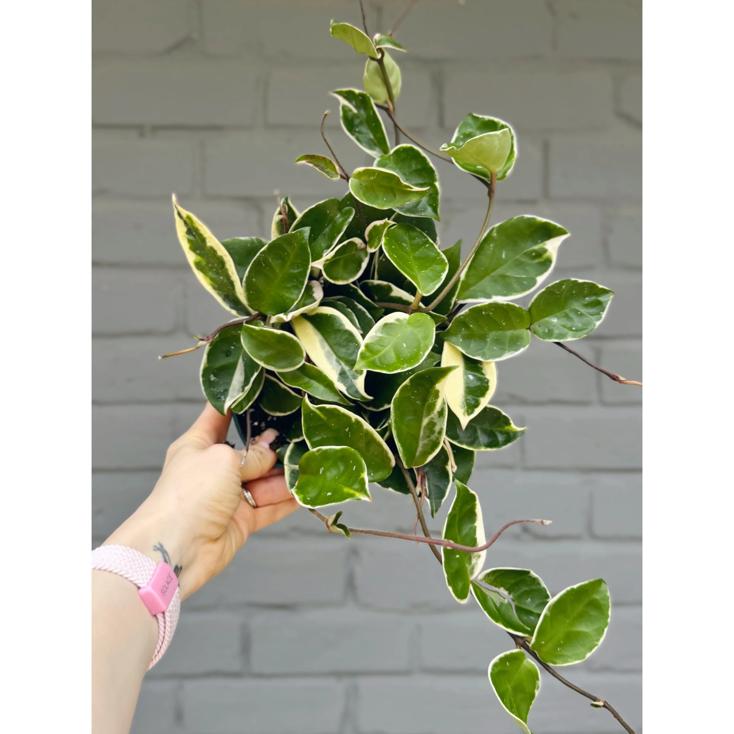 Hoya Carnosa Tricolor 'Krimson Queen' 6"