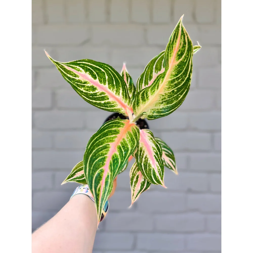dracaena marginata indoor care Dragon Tree' Dracaena marginata  Interior Foliage Design