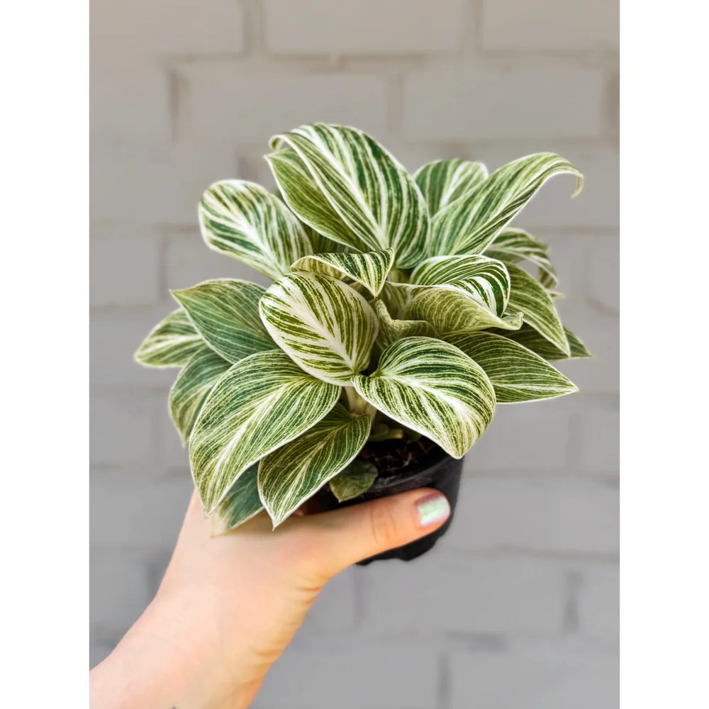 Philodendron Birkin Evian 4"  Stayin' Alive Succulents
