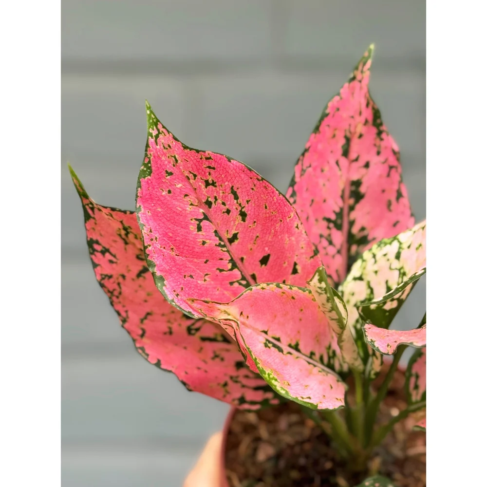 その他観葉植物 Aglaonema Pangkawatee Aglaonema Hybrid 'Triphet' (Tri-Diamond) 4