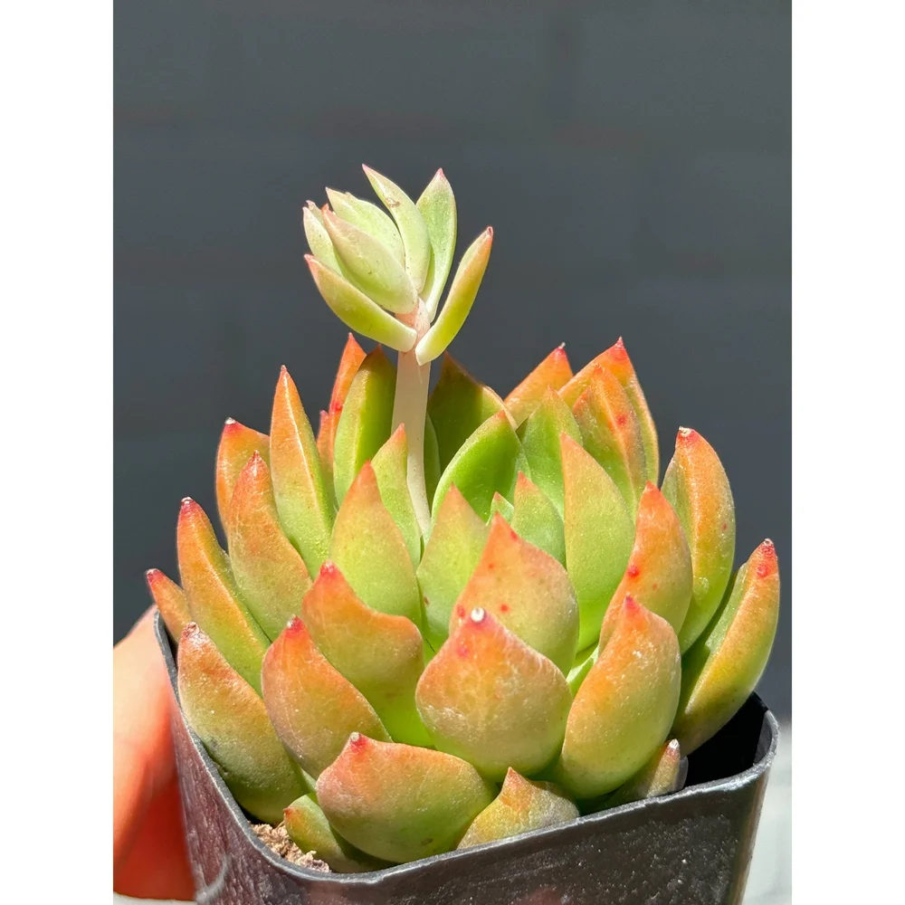 Echeveria Agavoides (Green and Orange) 2