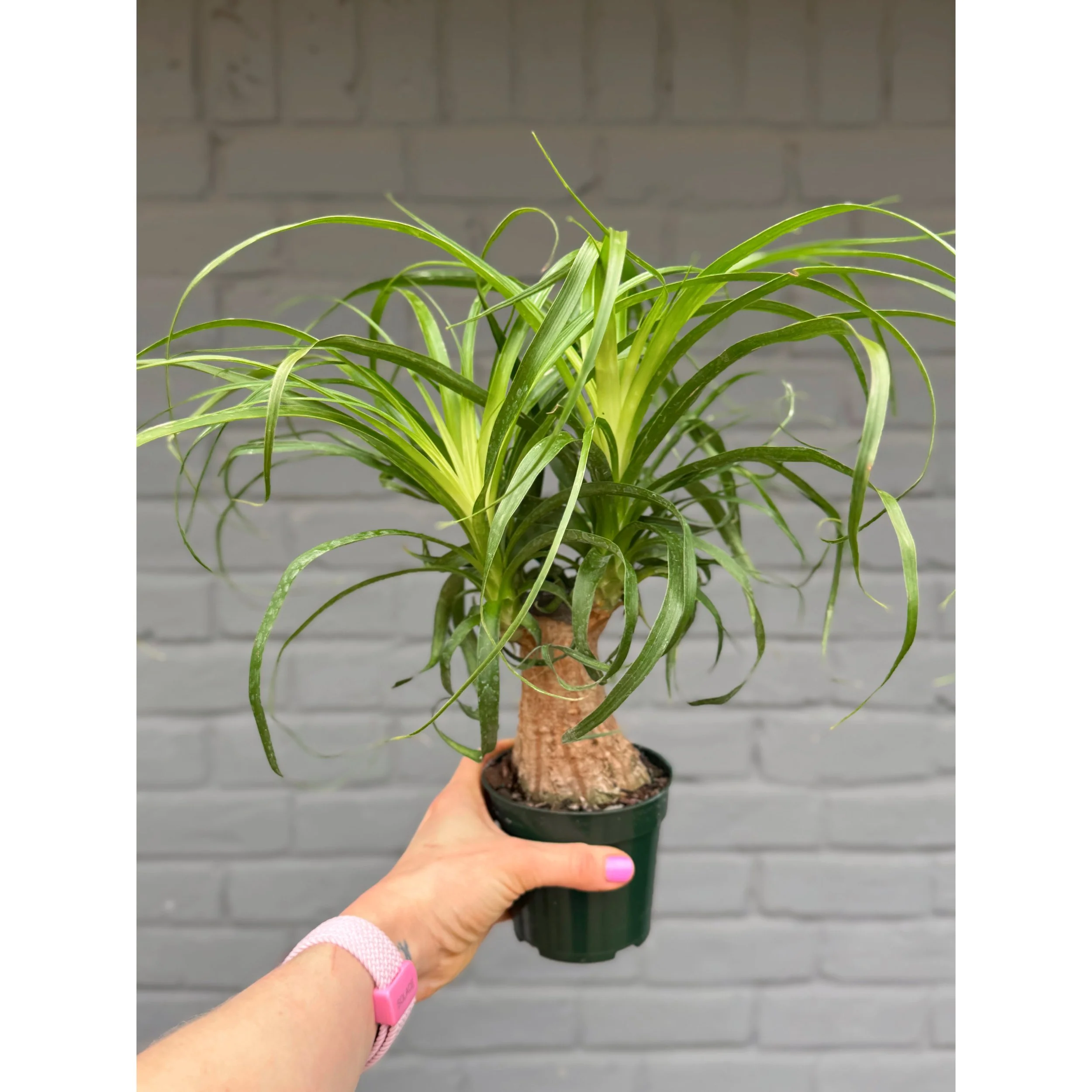 Beaucarnea Recurvata 'Ponytail Palm' 4”