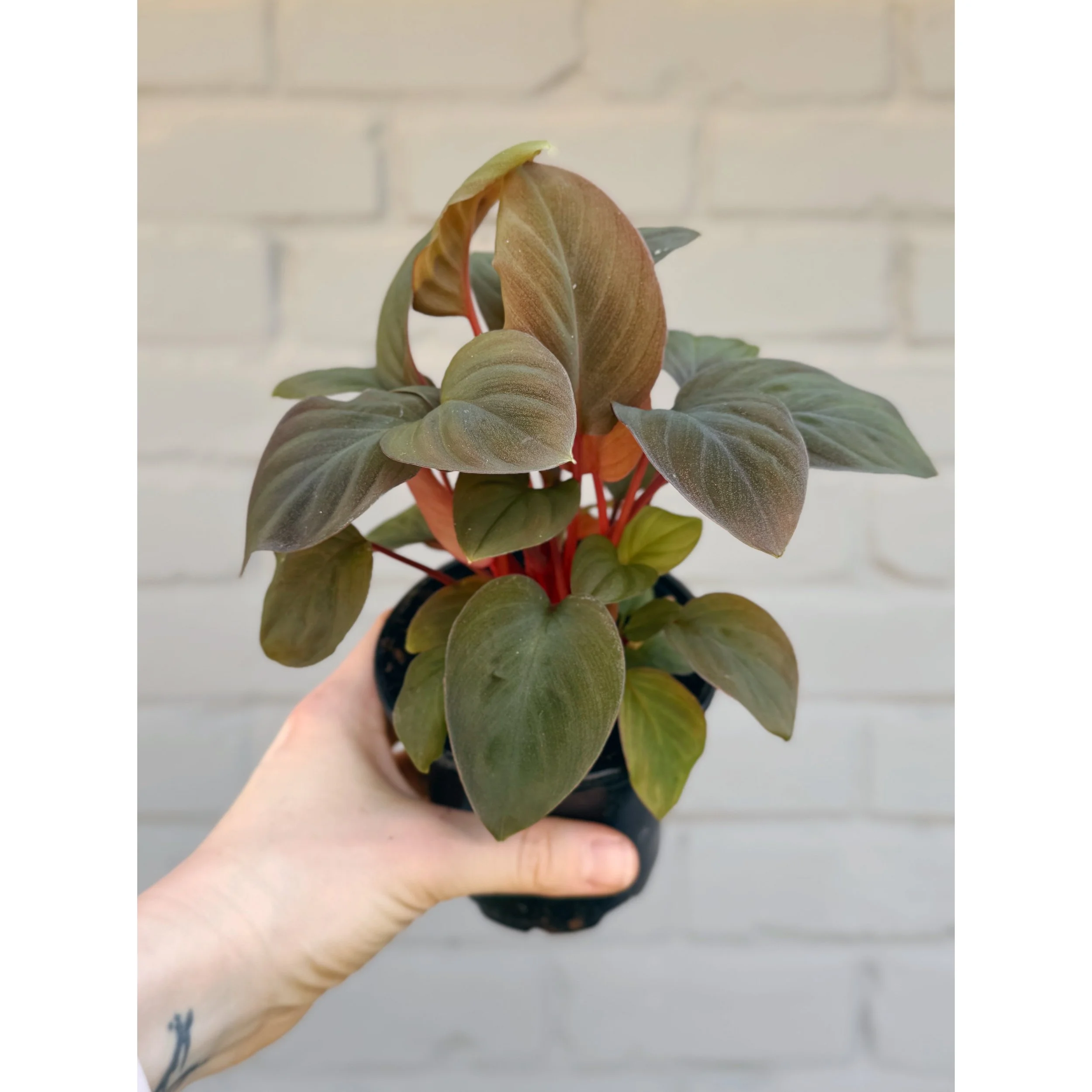 Homalomena 'Red Spot'
