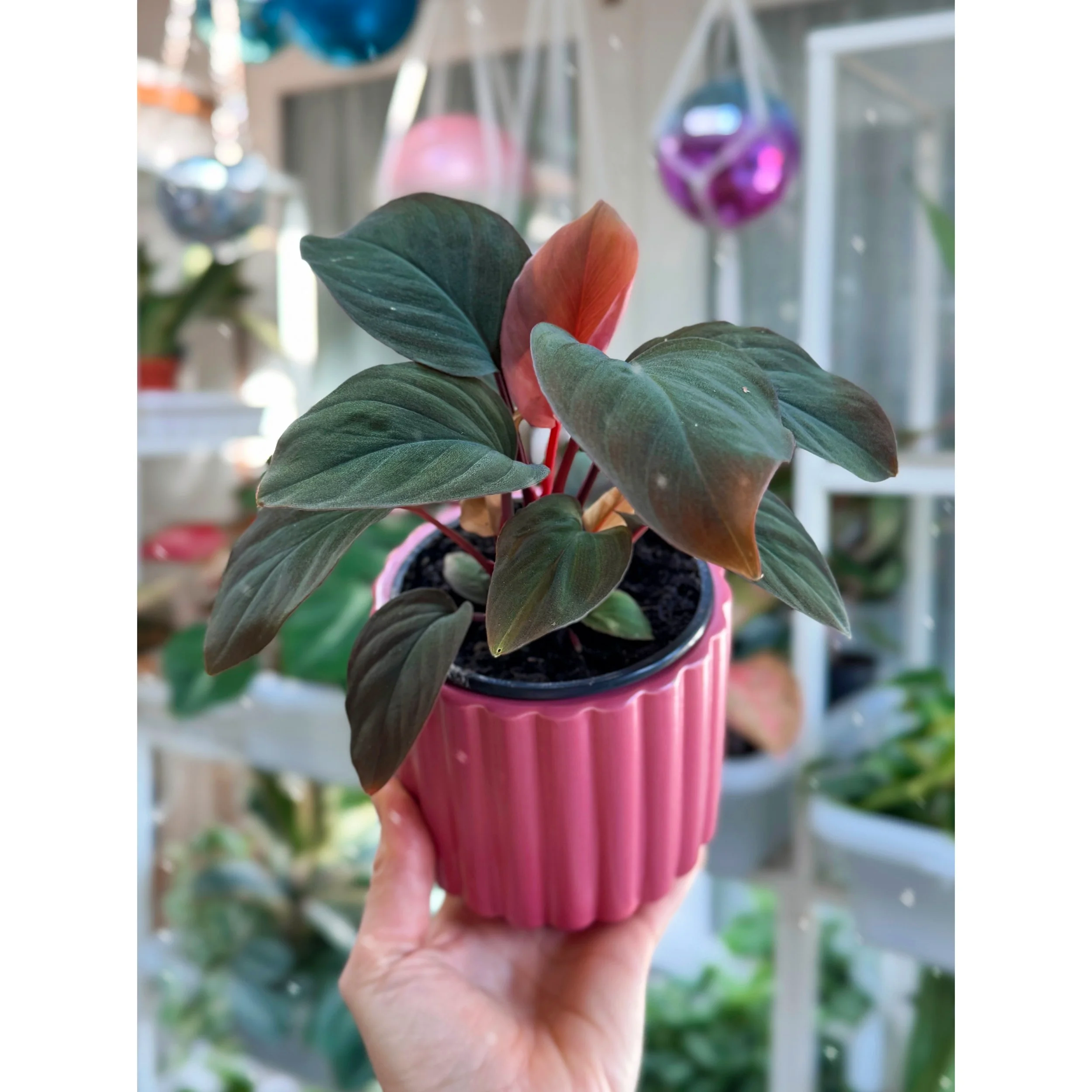 Homalomena 'Red Spot' in Carmen Dark Pink Fluted Pot
