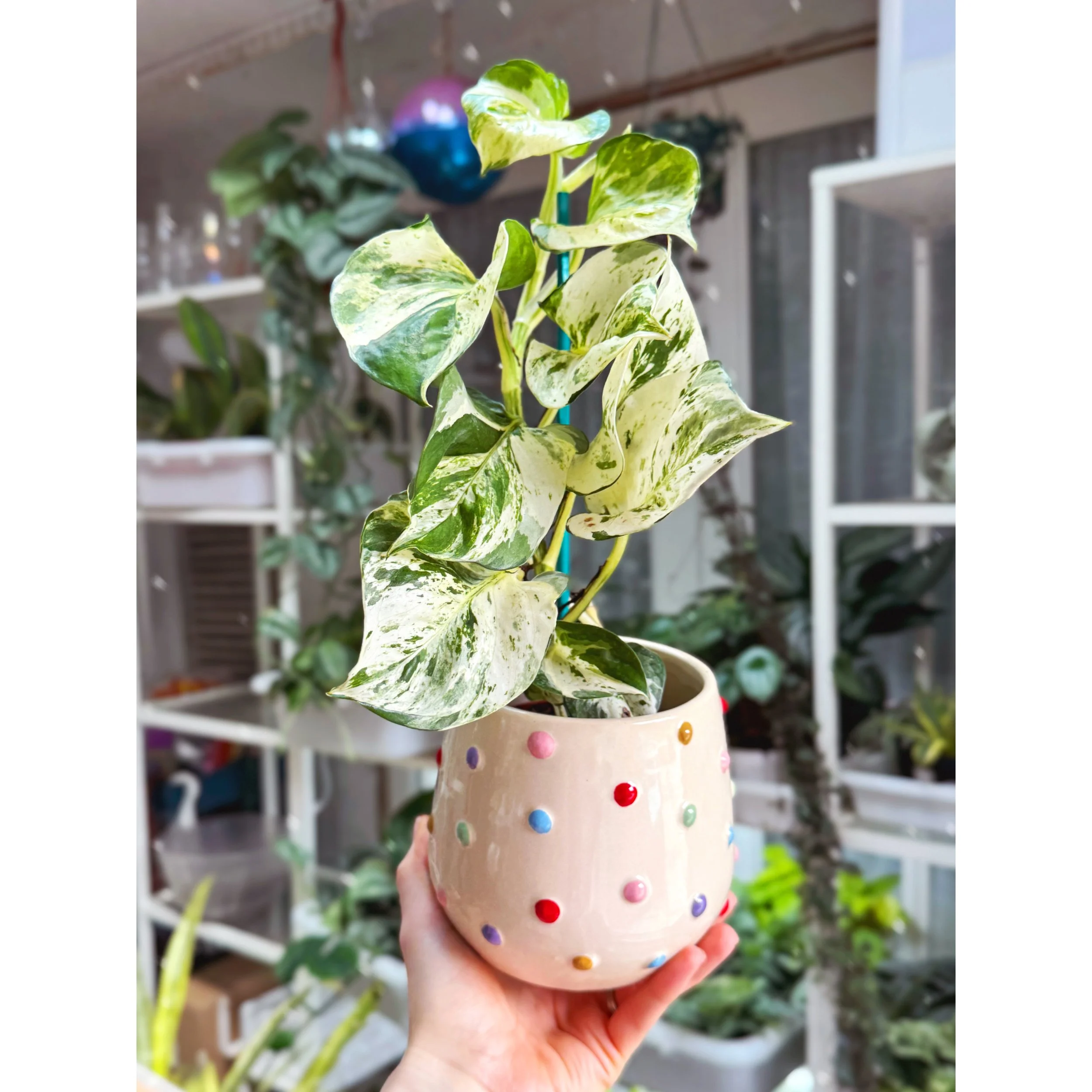 Rainbow Color Dot Pot with Manjula Pothos