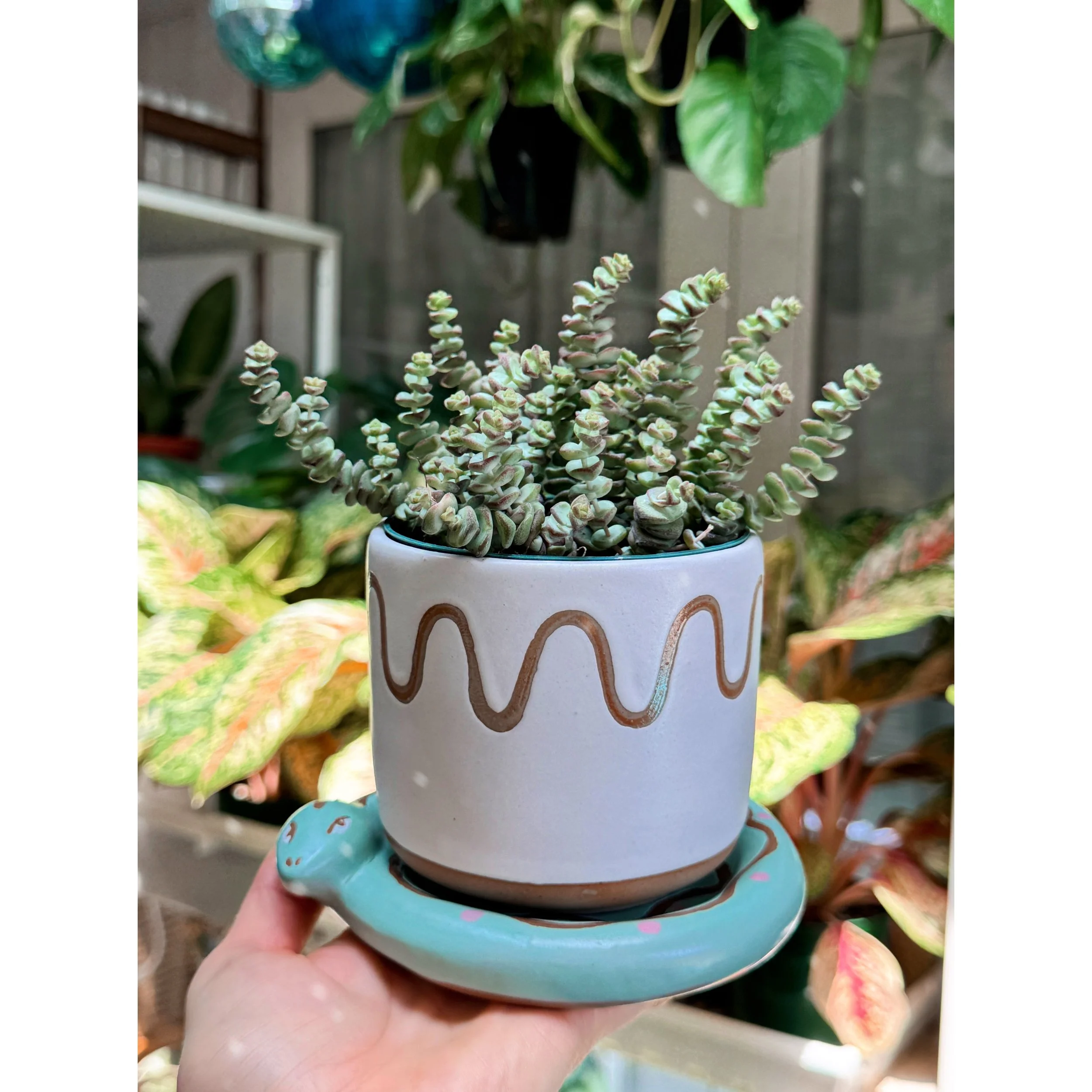 Crassula 'Baby's Necklace' in Bindi Snake Pot