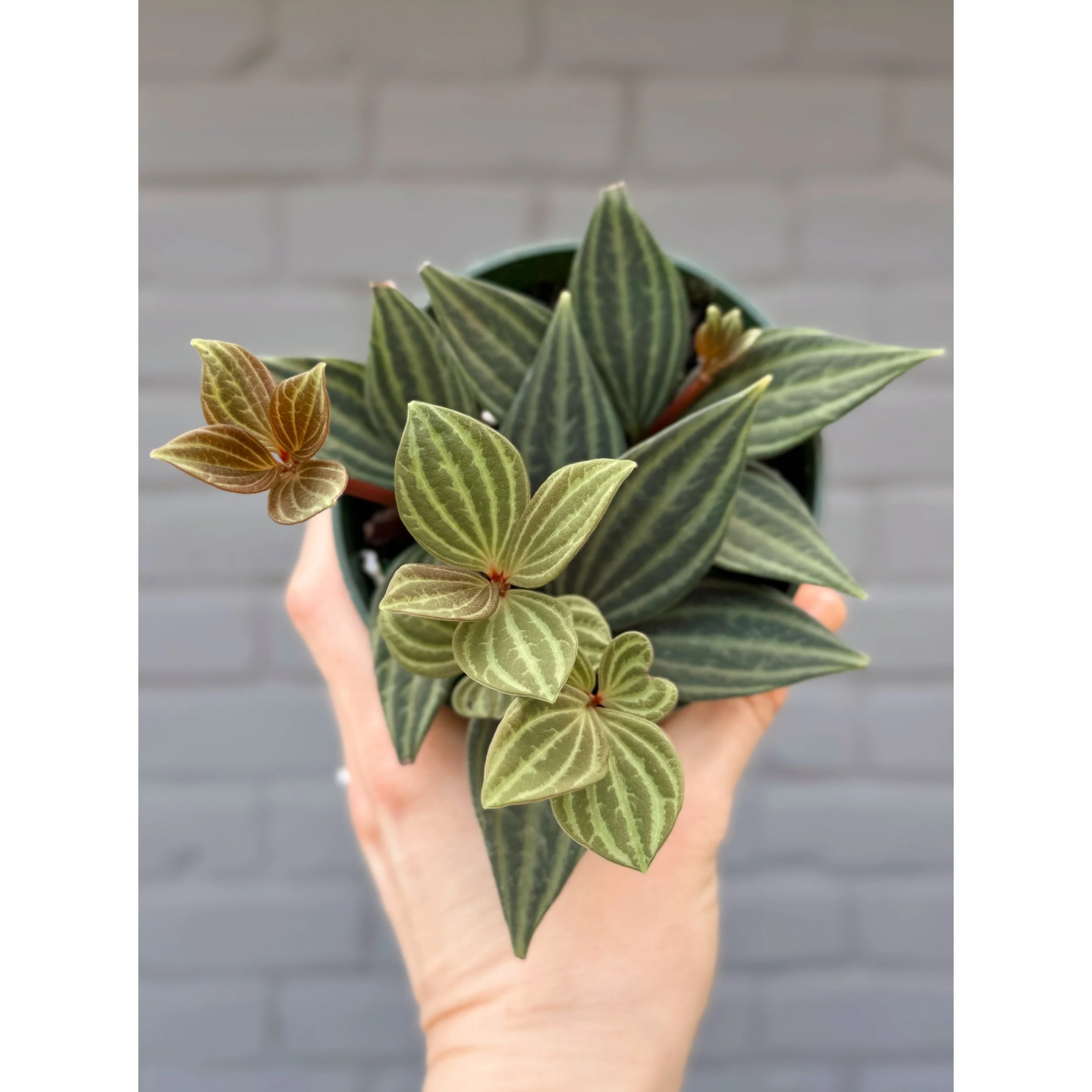 Peperomia Tetragona 'Parallel'