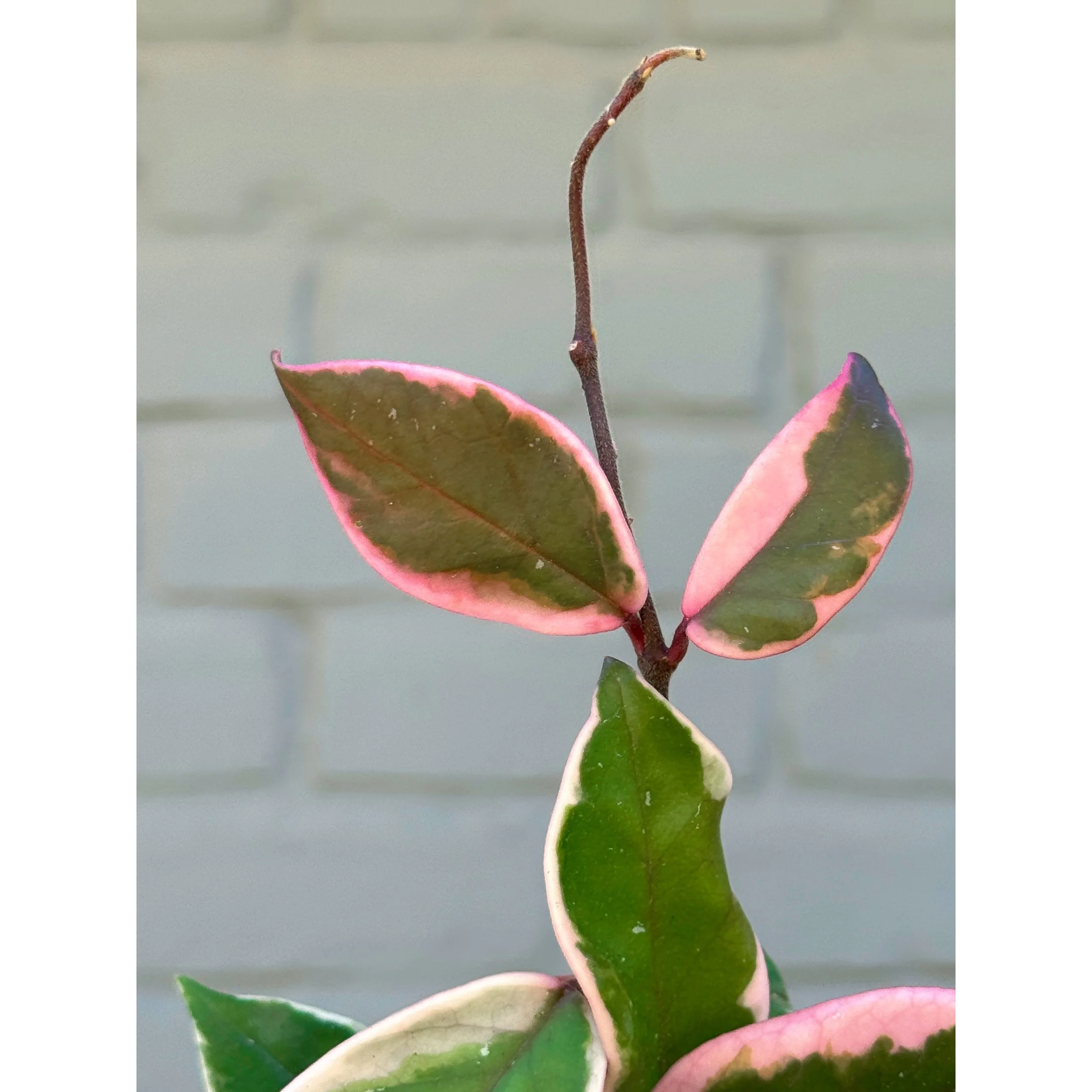 Hoya 'Flamingo Dream' (Purple Pride)