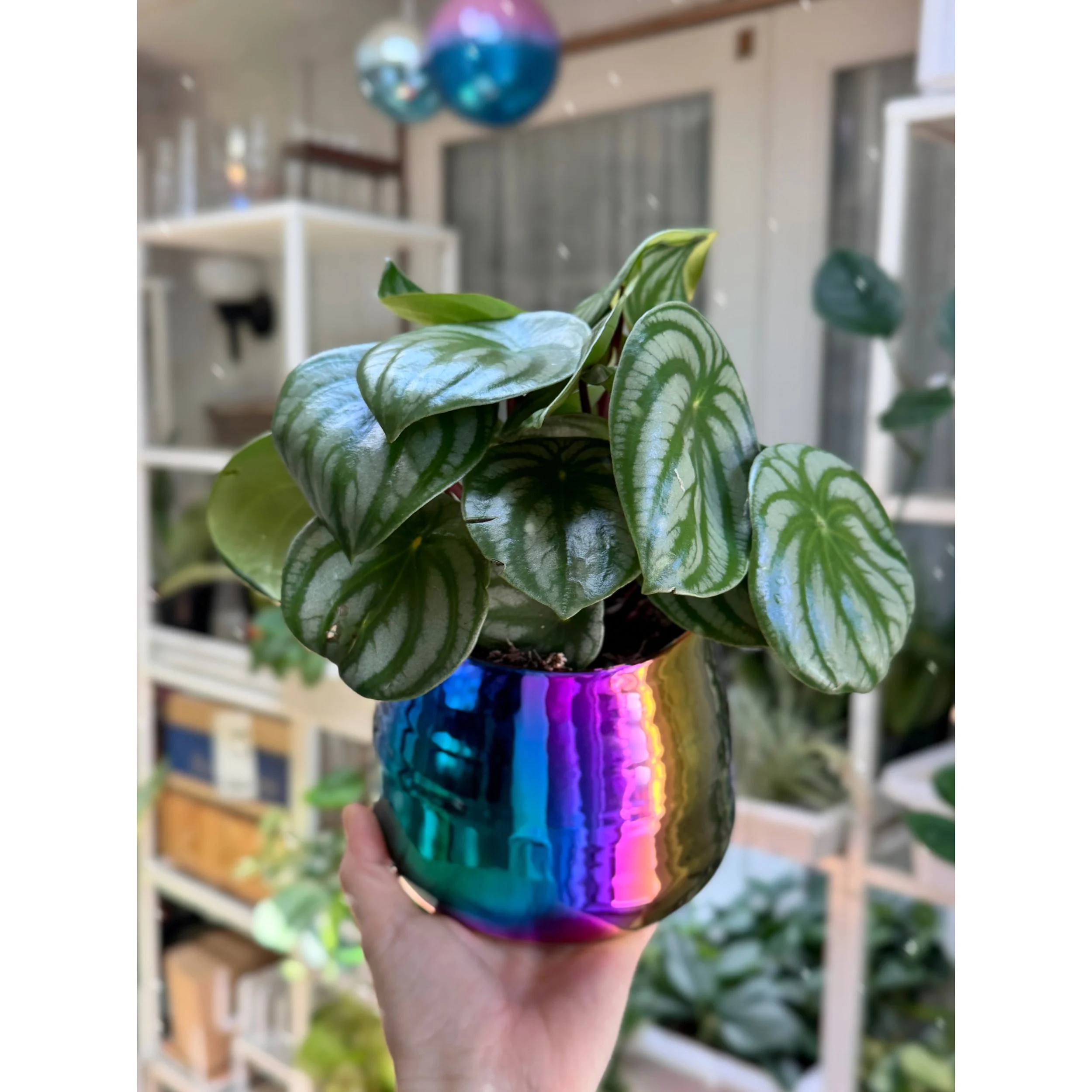 Peperomia Argyreia 'Watermelon' in Tegan Rainbow Pot