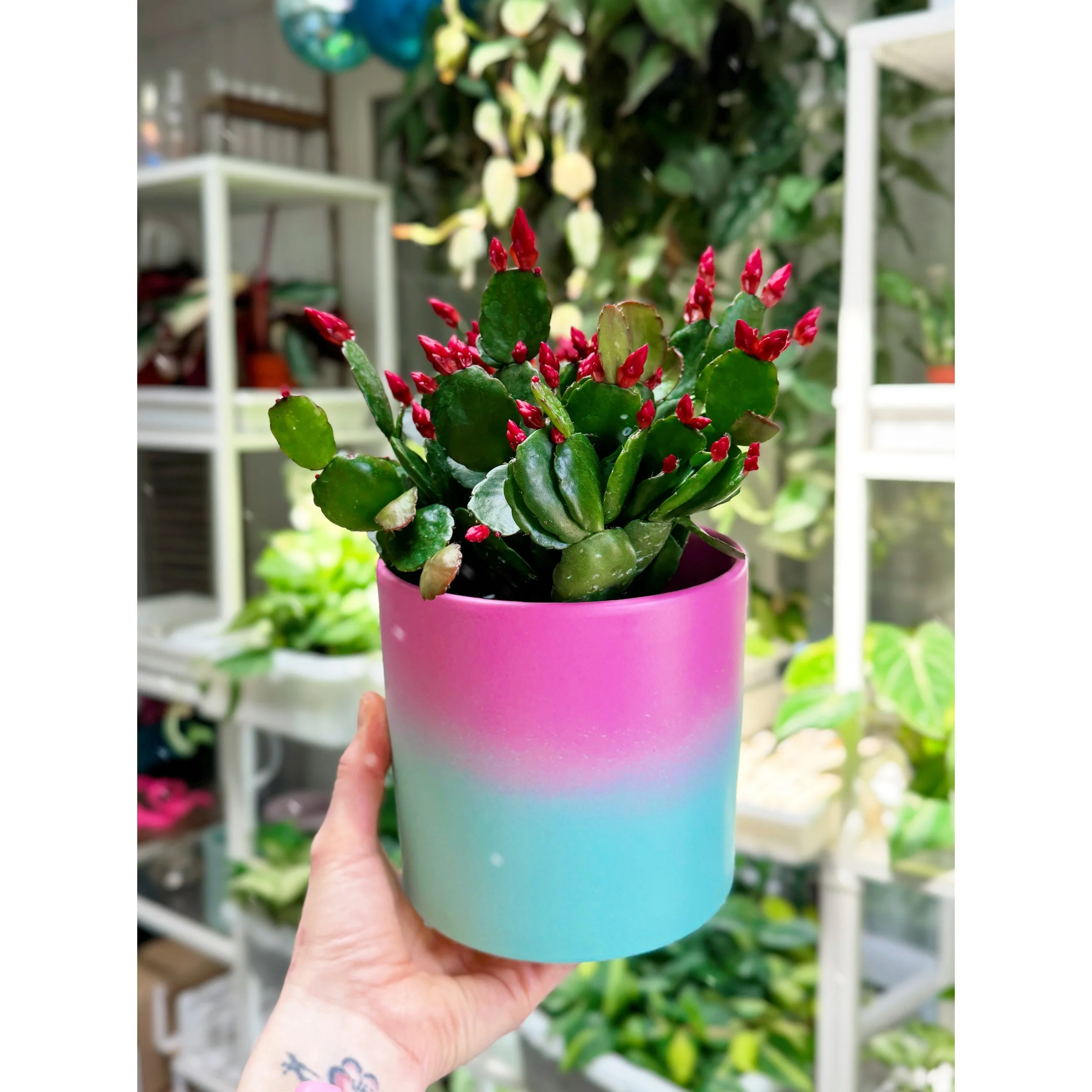 Spring Cactus (Berry Red) with pink and mint ombre pot